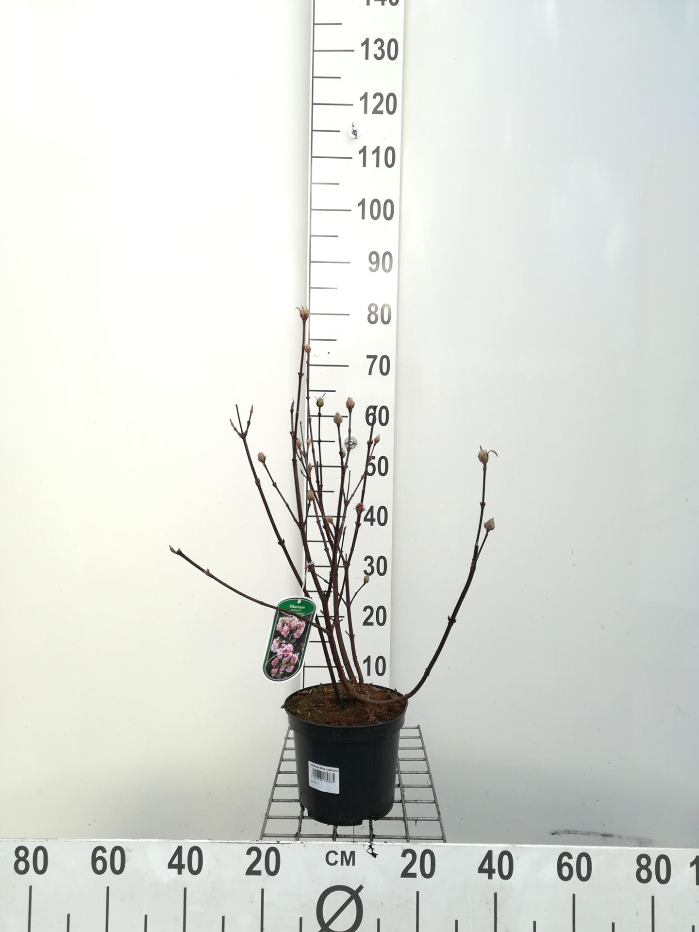 Viburnum x bodnantense'Charles Lamont'- pot - 50-60 cm afbeelding