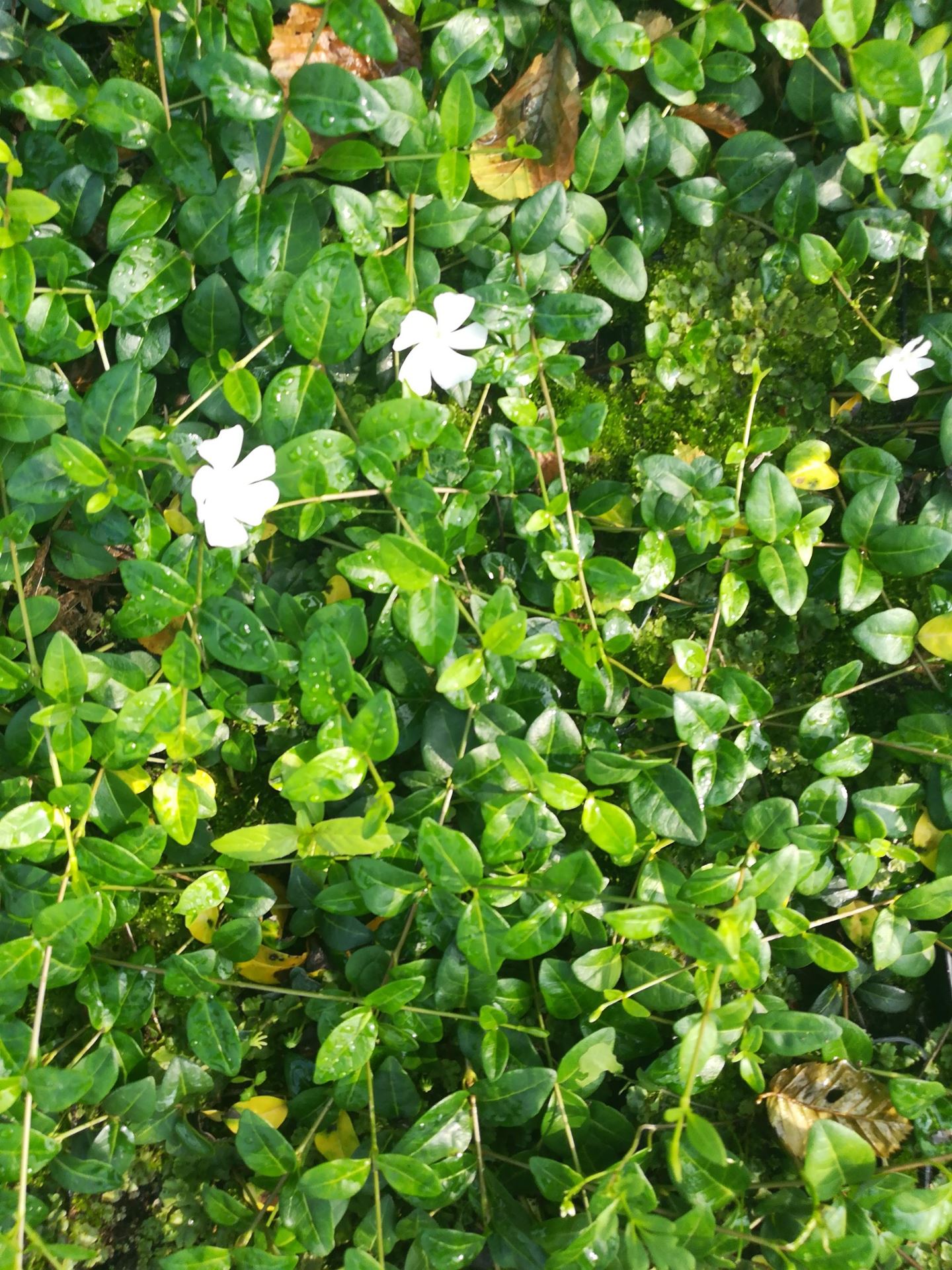 Vinca minor'White Power'- pot 9x9 cm - afbeelding