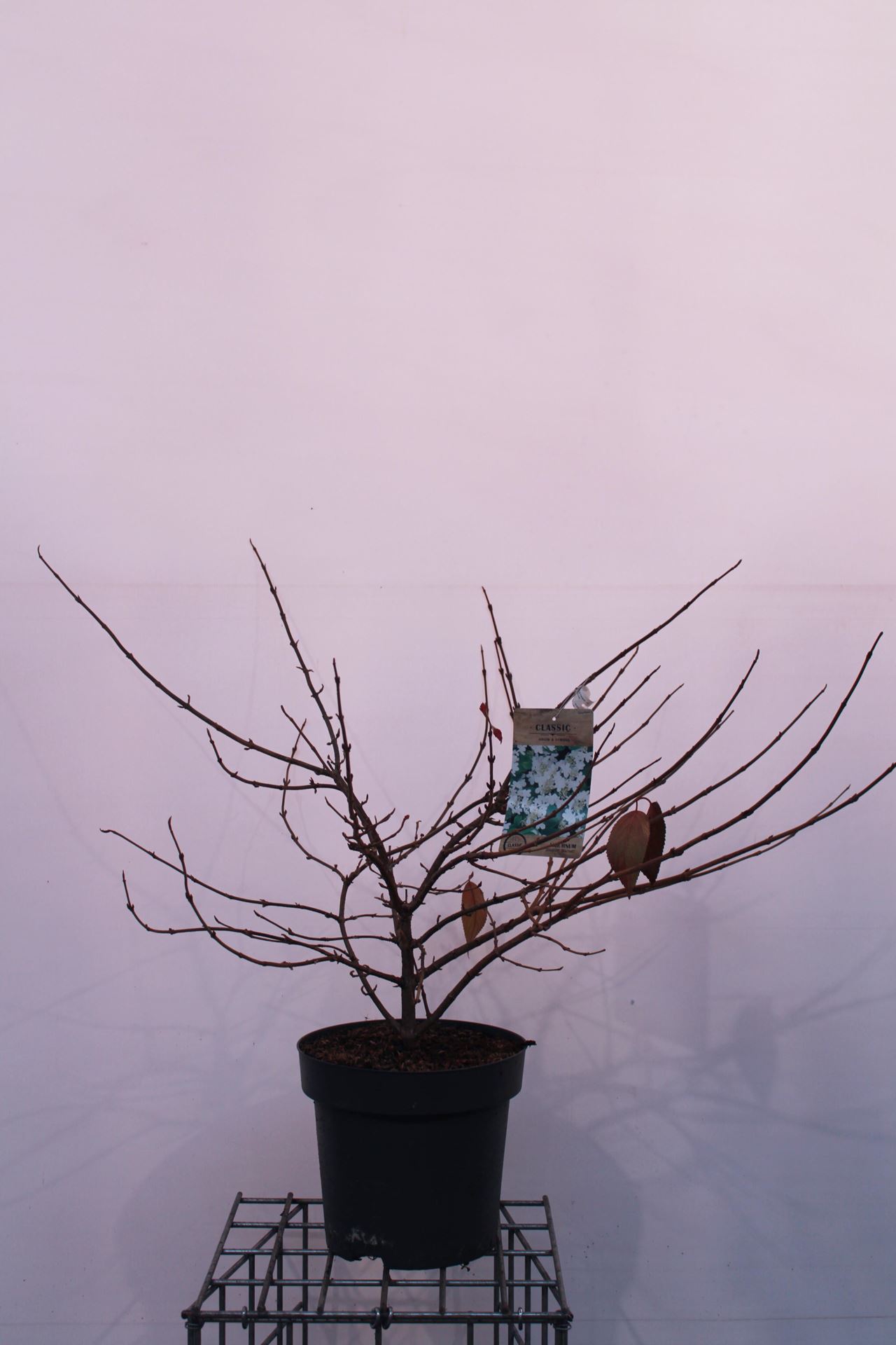 Viburnum plicatum'Mariesii'- pot 12L - 60-80 cm afbeelding