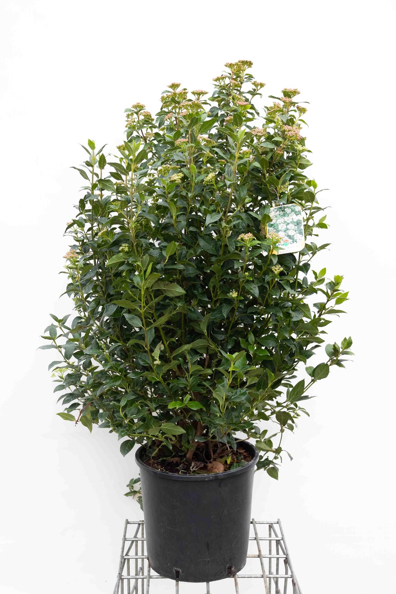 Viburnum tinus'Eve Price'- pot 18L - 100-125 cm afbeelding