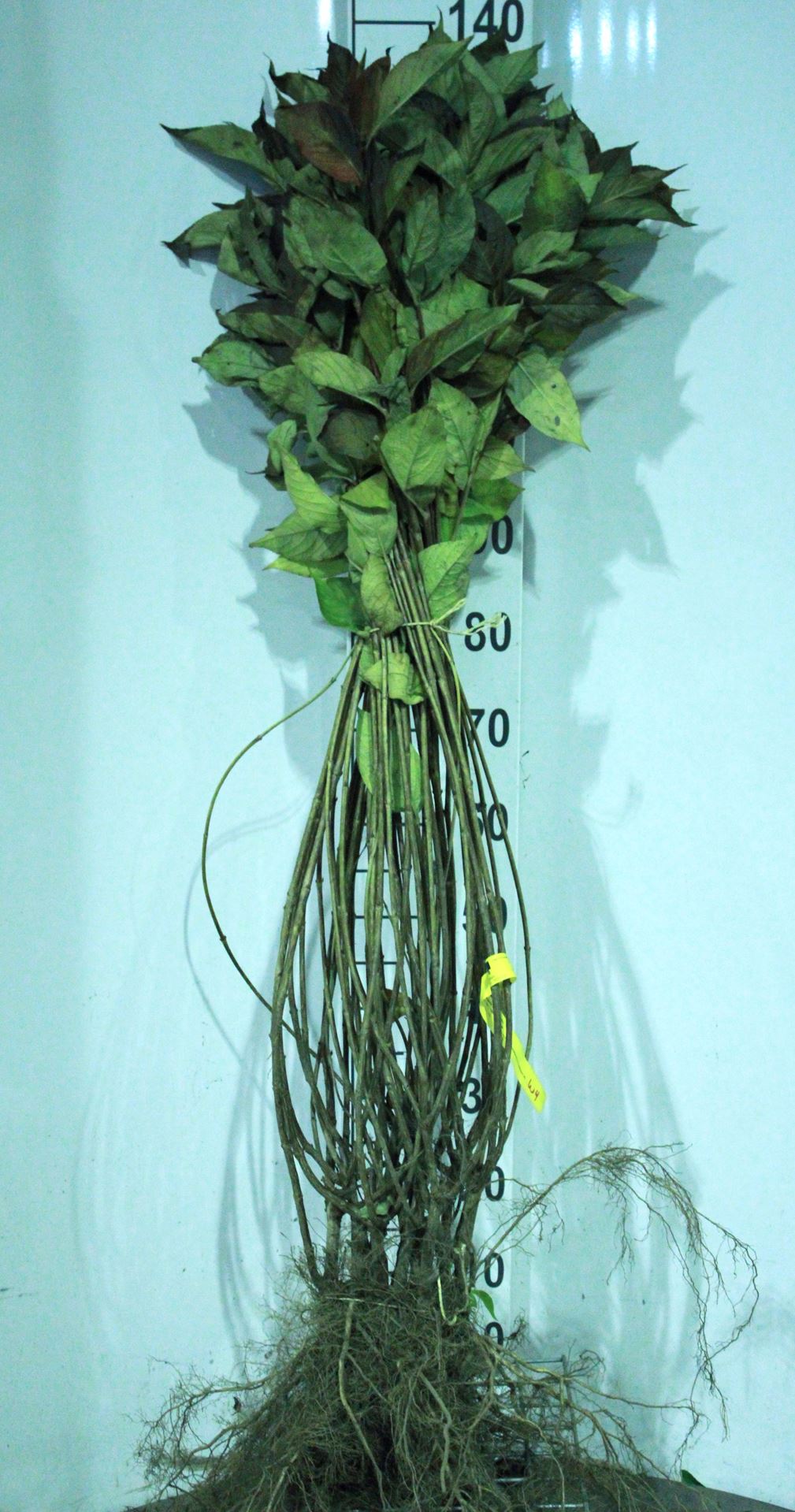 Weigela'Bristol Ruby'- Blote wortel - 80-100 cm - 4-5 takken afbeelding