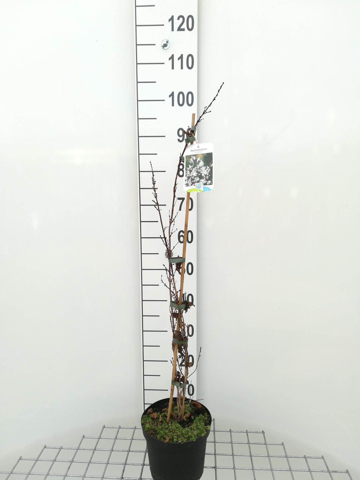 Abeliophyllum distichum - pot - 30-40 cm - Witte forsythia / Sneeuwforsythia afbeelding