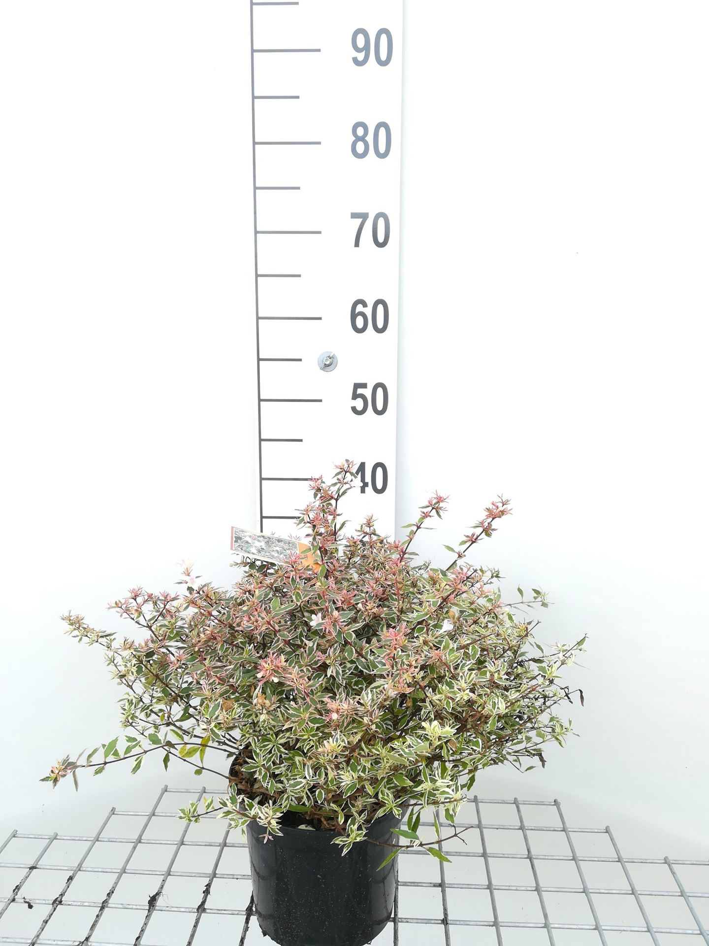 Abelia x grandiflora 'Conti' (Confetti) - pot - 25-30 cm