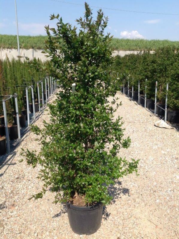 Abelia x grandiflora - pot 30L - 125-150 cm