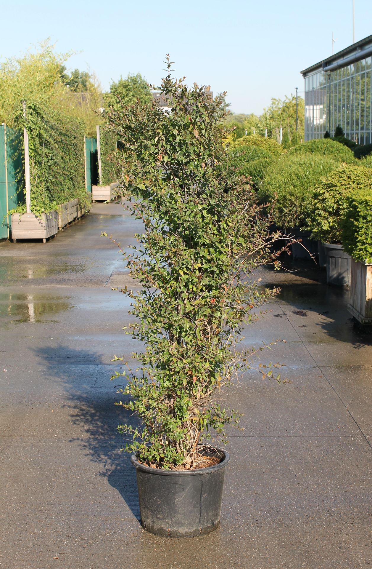 Abelia x grandiflora - pot 18L - 100-125 cm afbeelding
