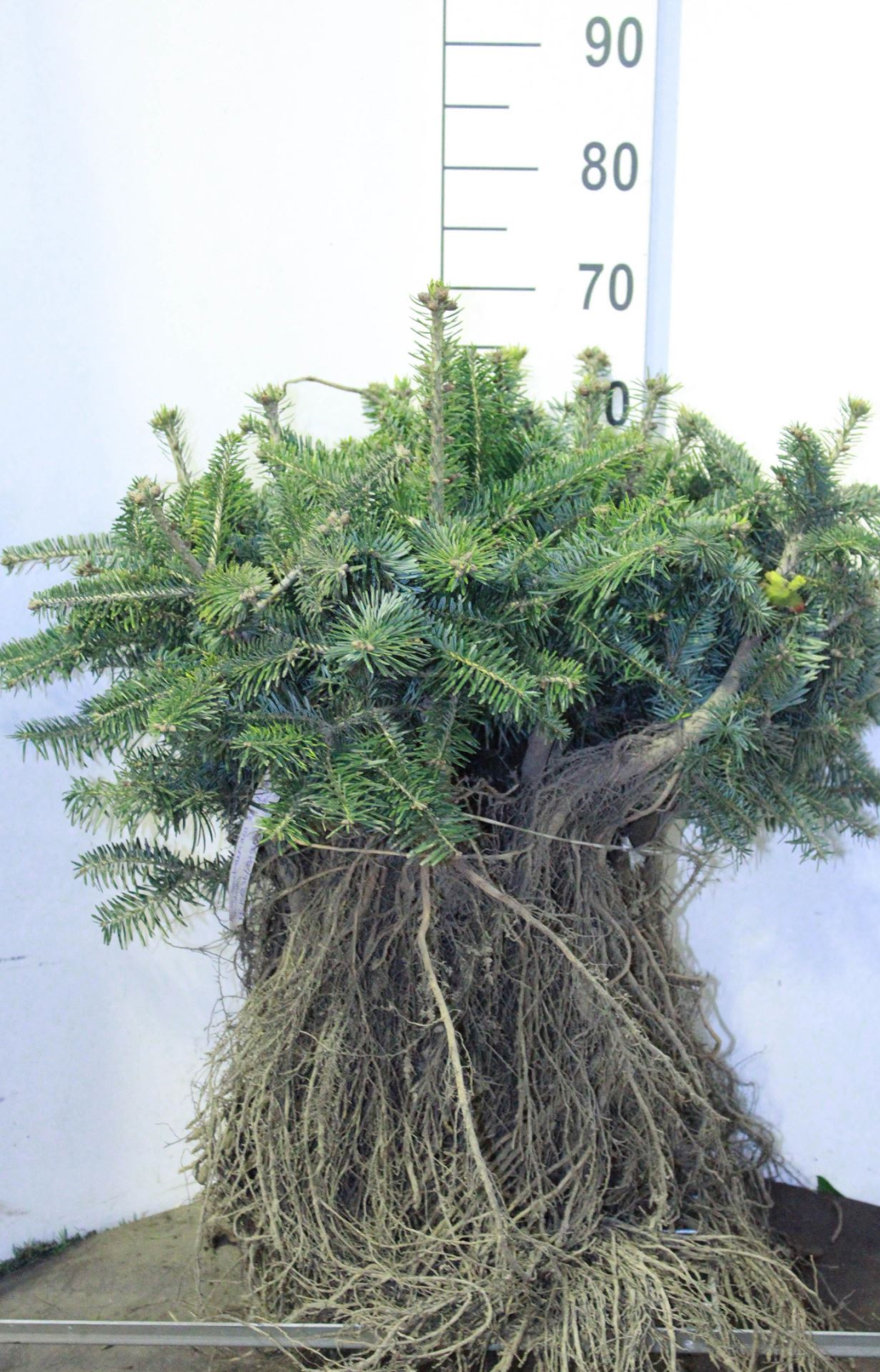 Abies nordmanniana - blote wortel - 20-30 cm - Kaukasische zilverspar / Nordmann-spar afbeelding