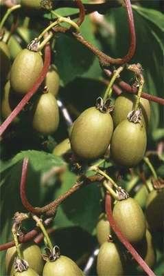 Actinidia arguta'Bayern'- pot - 50-60 cm - Kiwi / Mini kiwiplant afbeelding