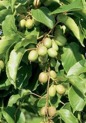 Actinidia arguta'Geneva'- pot - 50-60 cm afbeelding