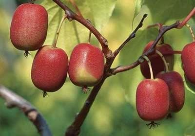 Actinidia arguta 'Ken's Red' - pot - 50-60 cm -