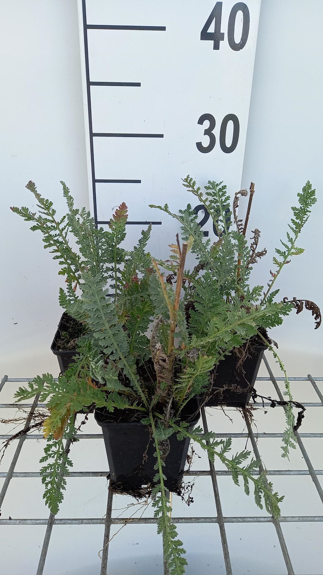 Achillea'Alabaster'- pot 9x9 cm afbeelding