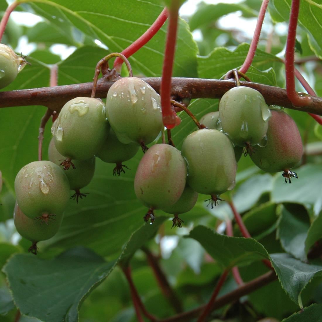 Actinidia arguta 'Weiki' - pot - 50-60 cm