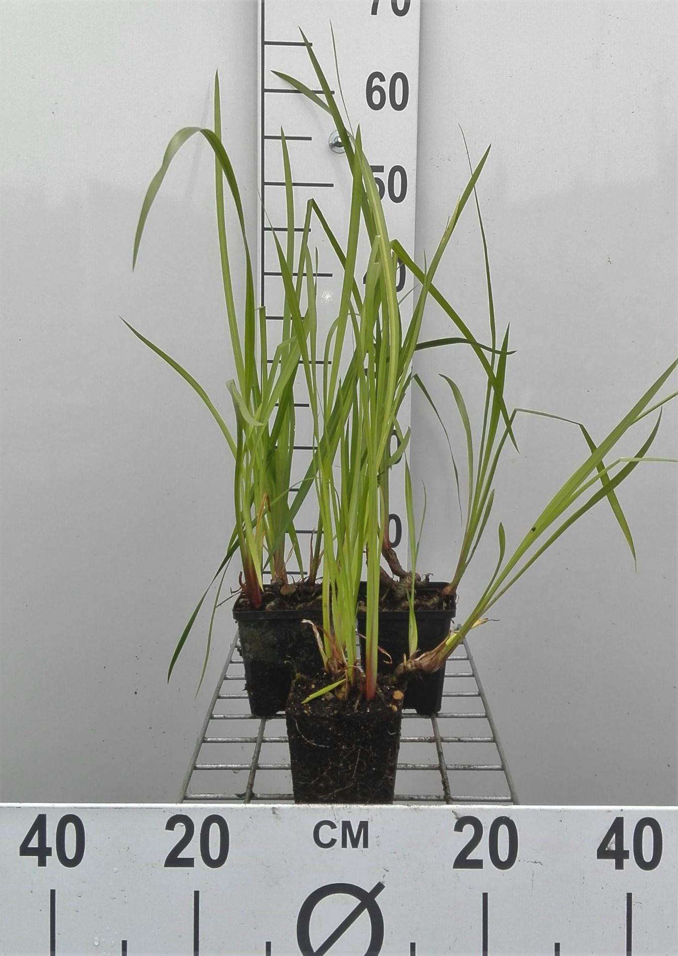 Acorus calamus - pot 9x9 cm - Kalmoes / Zwanenbrood afbeelding