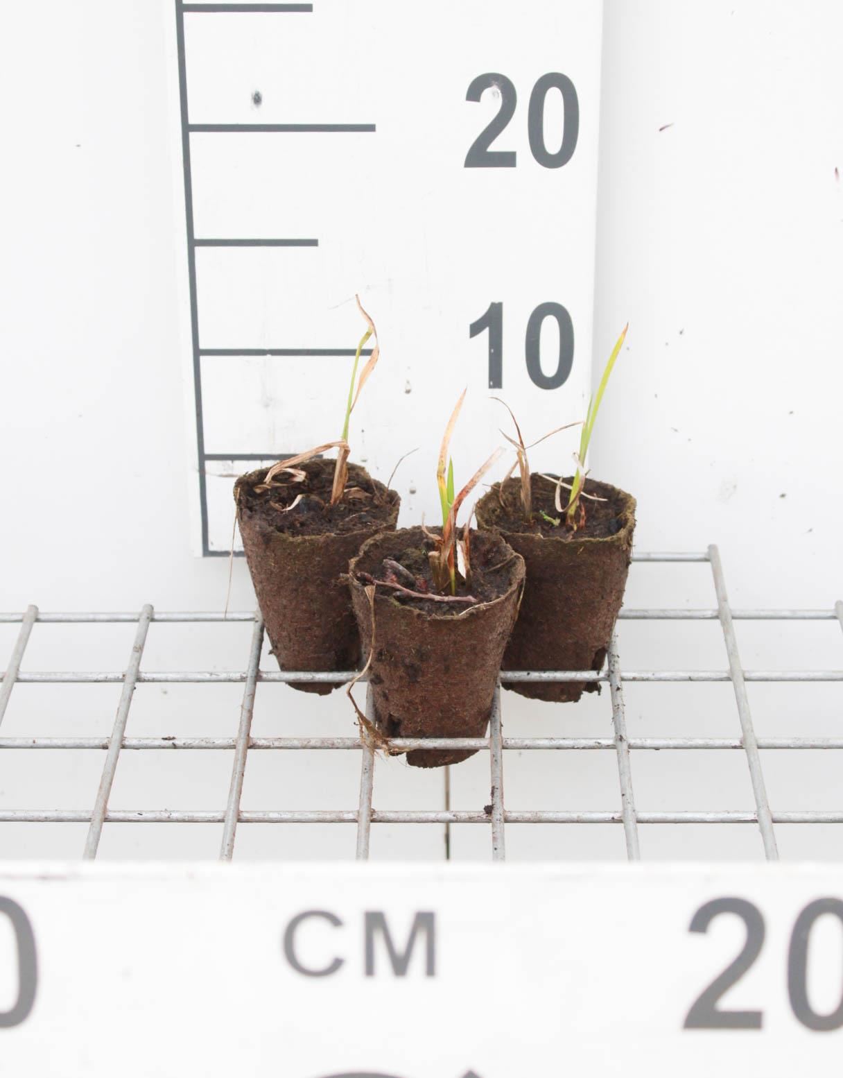 Acorus calamus - biopot diameter 7 cm afbeelding