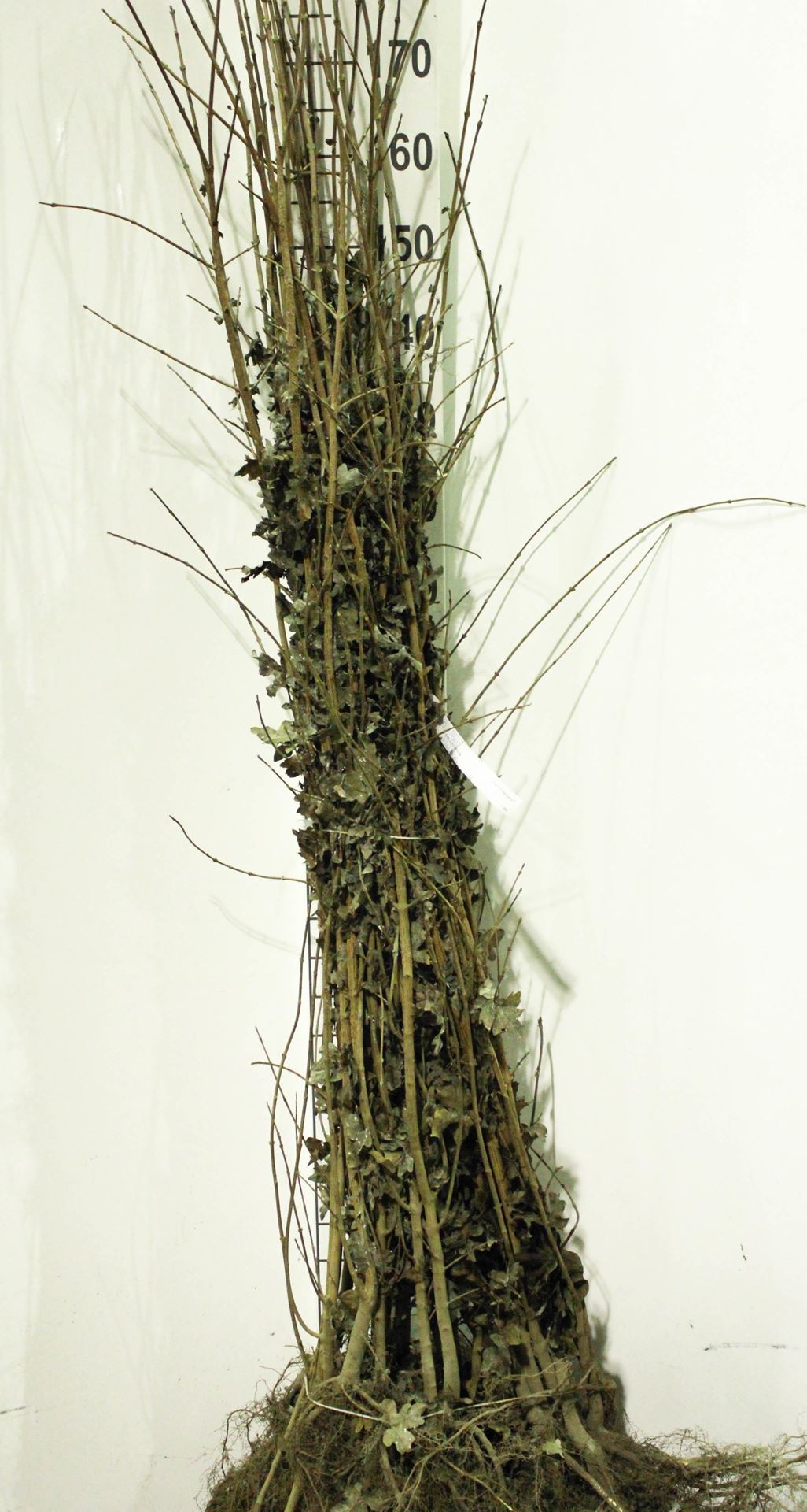 Acer campestre - blote wortel - 90-120 cm afbeelding
