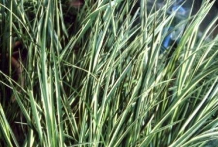 Acorus calamus'Variegatus'- pot 9x9 cm - Bonte kalmoes afbeelding