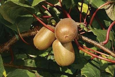 Actinidia deliciosa 'Jenny' - pot - 50-60 cm