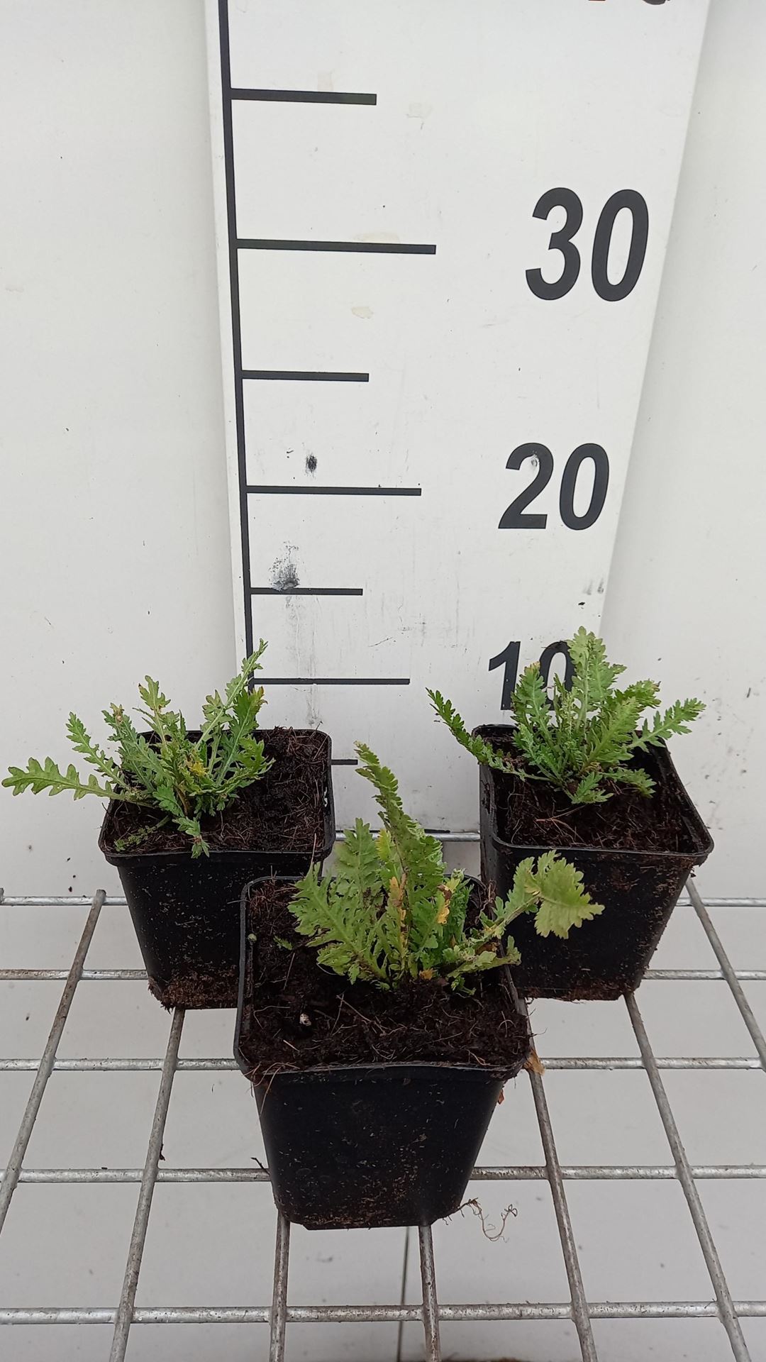 Achillea filipendulina'Parker's Variety'- pot 9x9 cm afbeelding