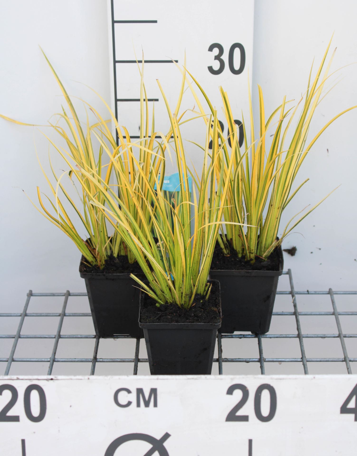 Acorus gramineus'Ogon'- pot 9x9 cm - Bonte dwergkalmoes afbeelding