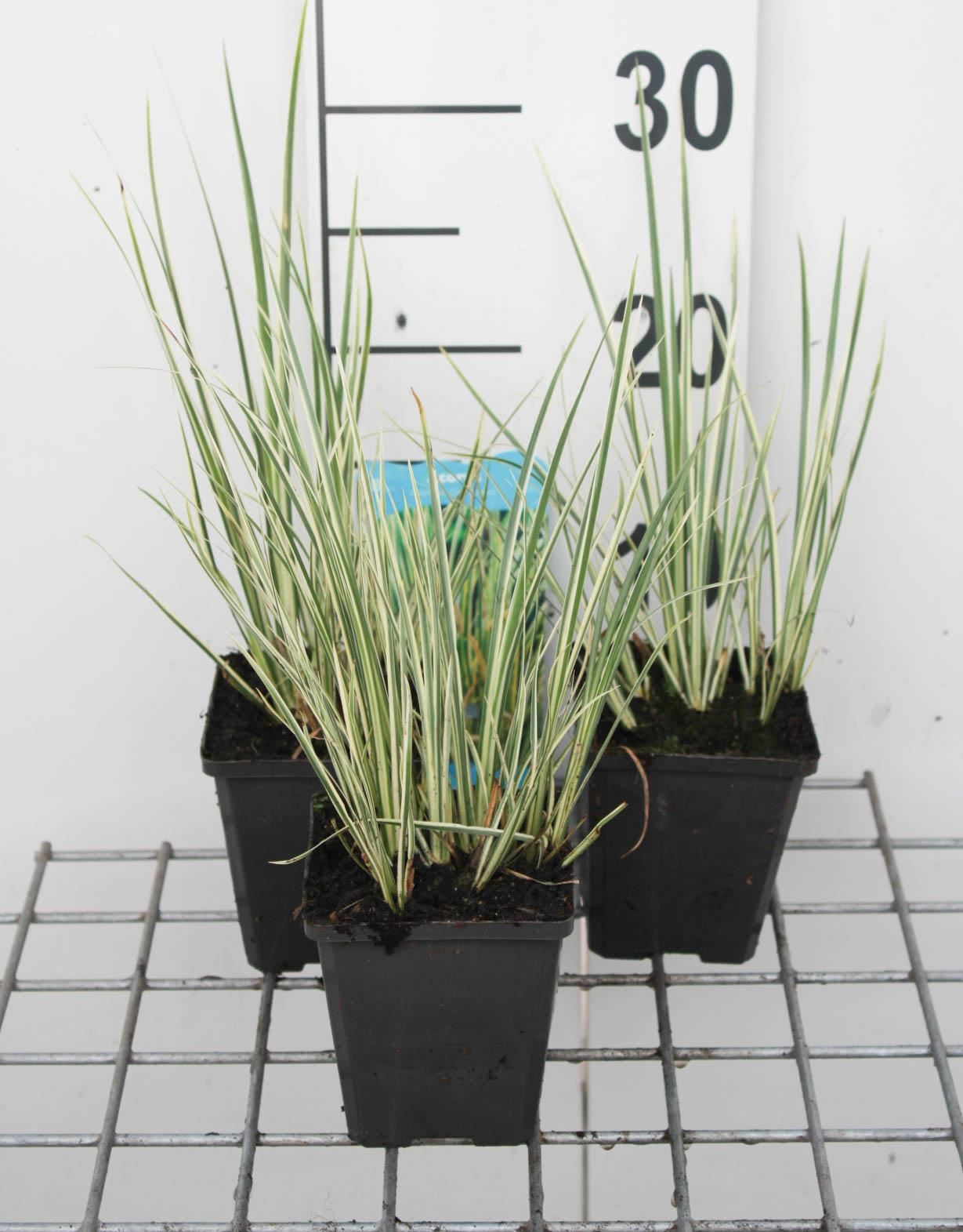 Acorus gramineus - pot 9x9 cm afbeelding