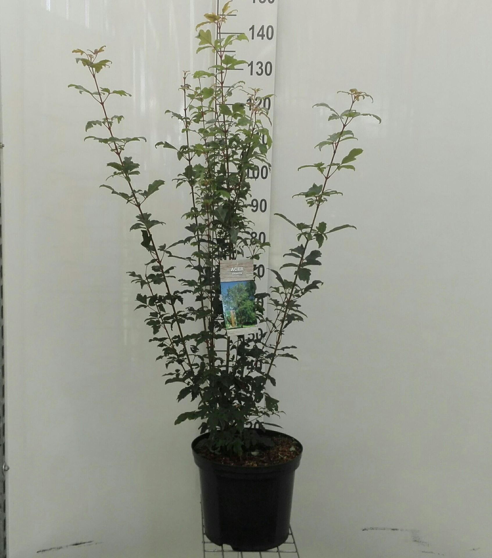 Acer griseum - pot 12L - 80-100 cm afbeelding