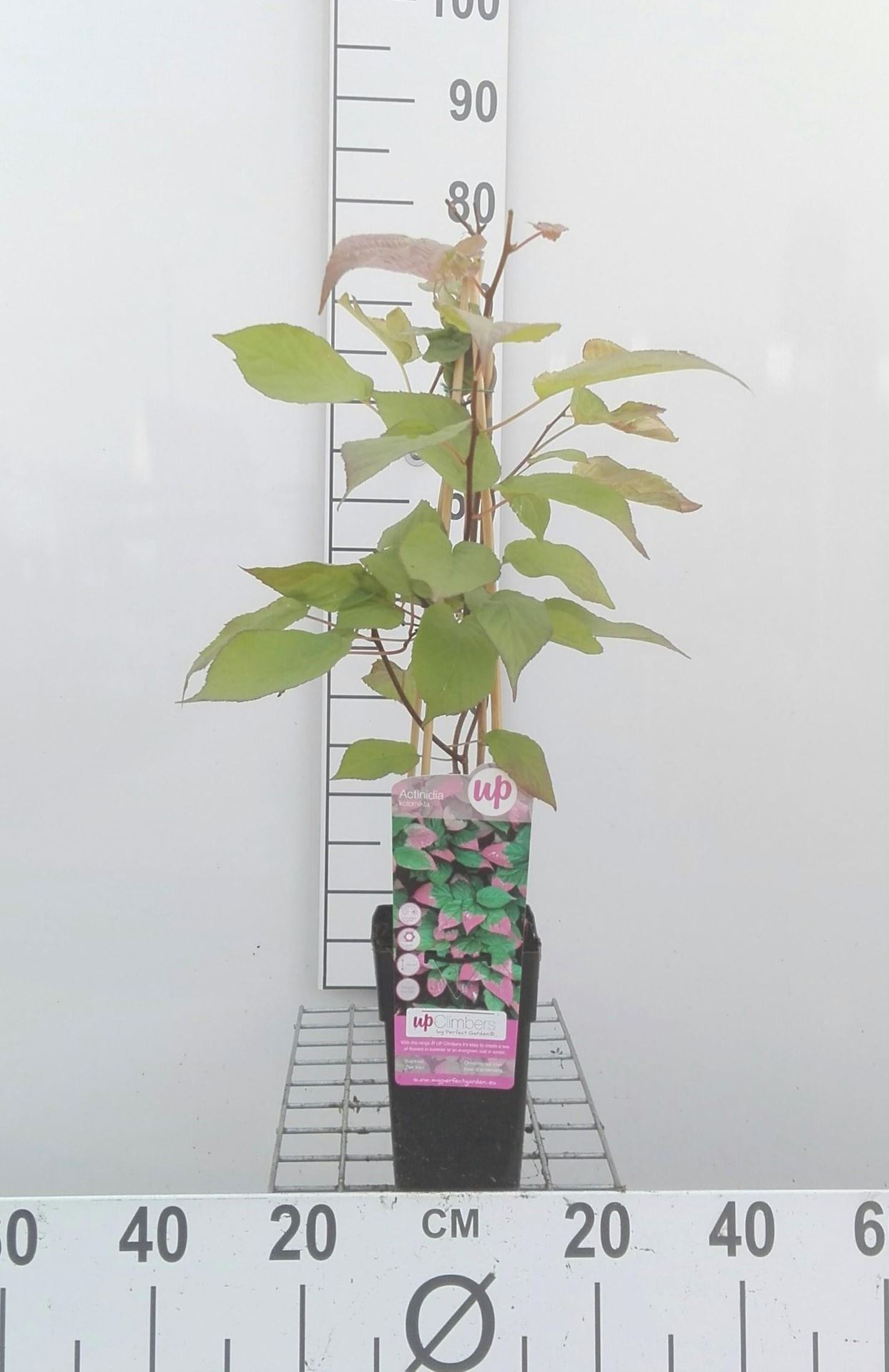 Actinidia kolomikta - pot - 50-60 cm