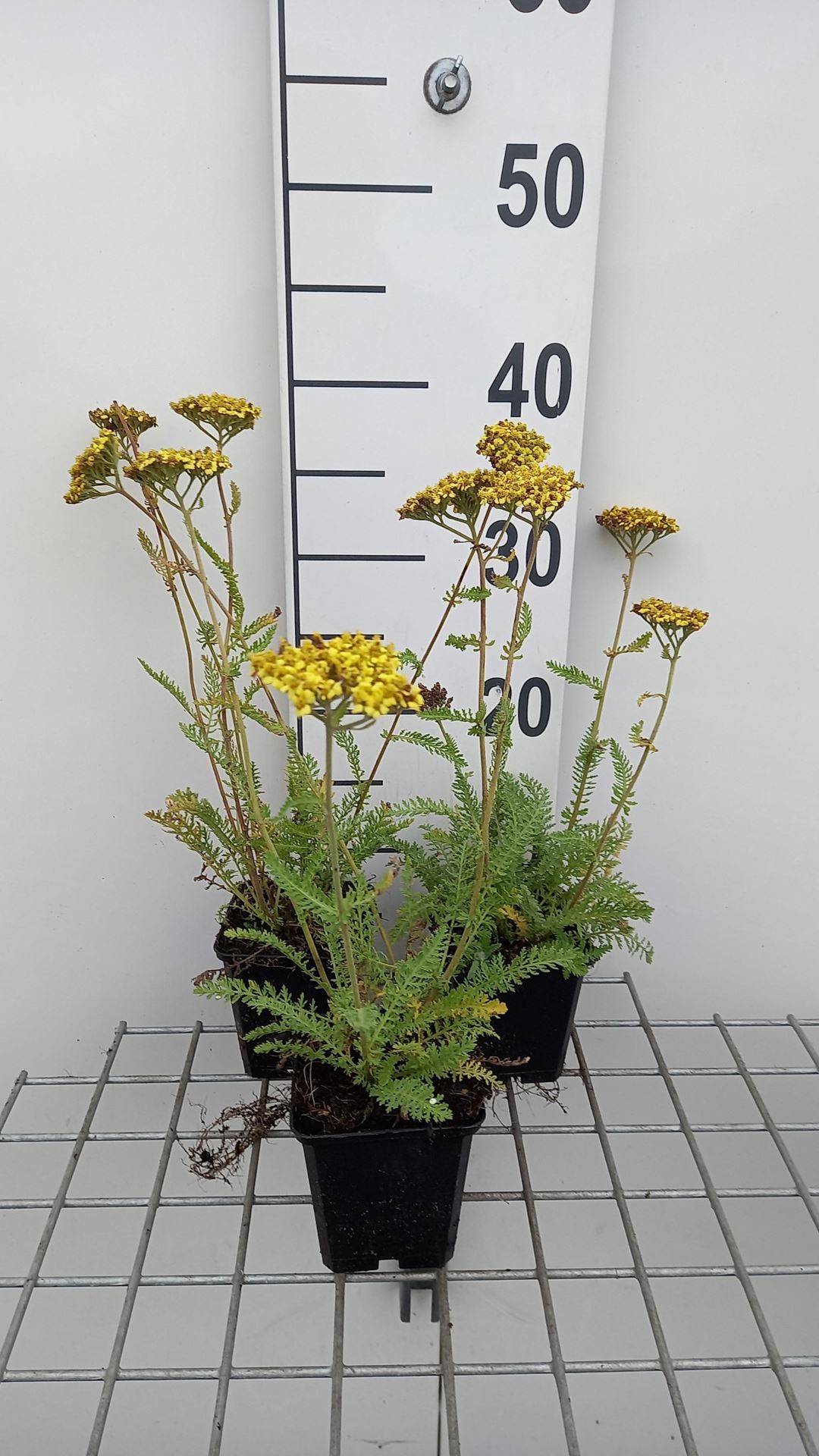 Achillea'ACBZ0002'(Little Moonshine) - pot 9x9 cm afbeelding