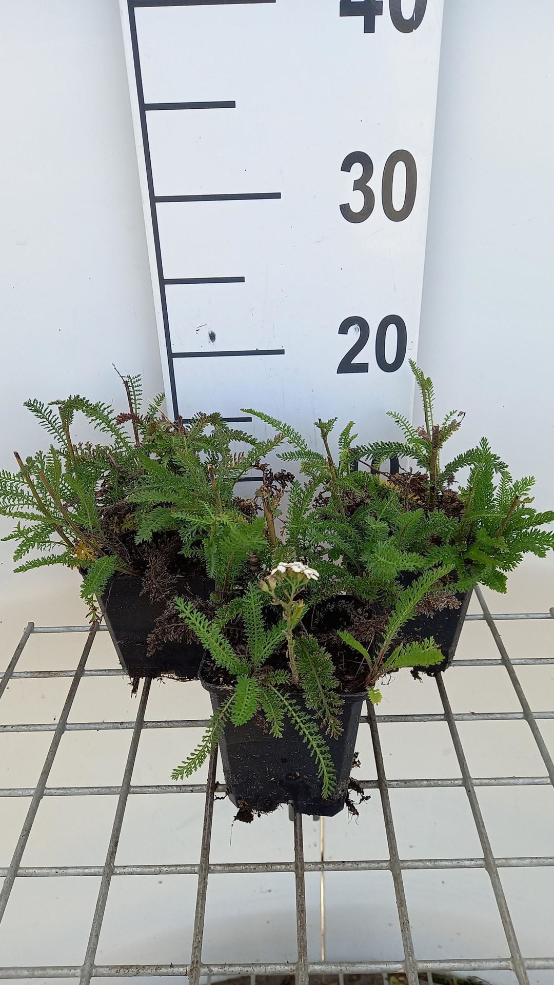 Achillea millefolium'Apfelblüte'- pot 9x9 cm afbeelding
