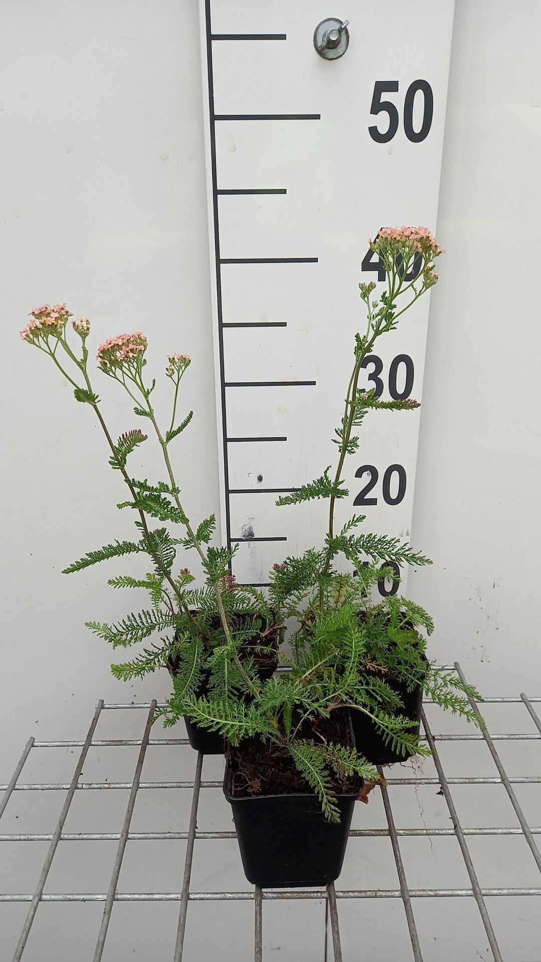 Achillea millefolium'Lachsschönheit'- pot 9x9 cm - Gewone margriet / Wilde margriet afbeelding