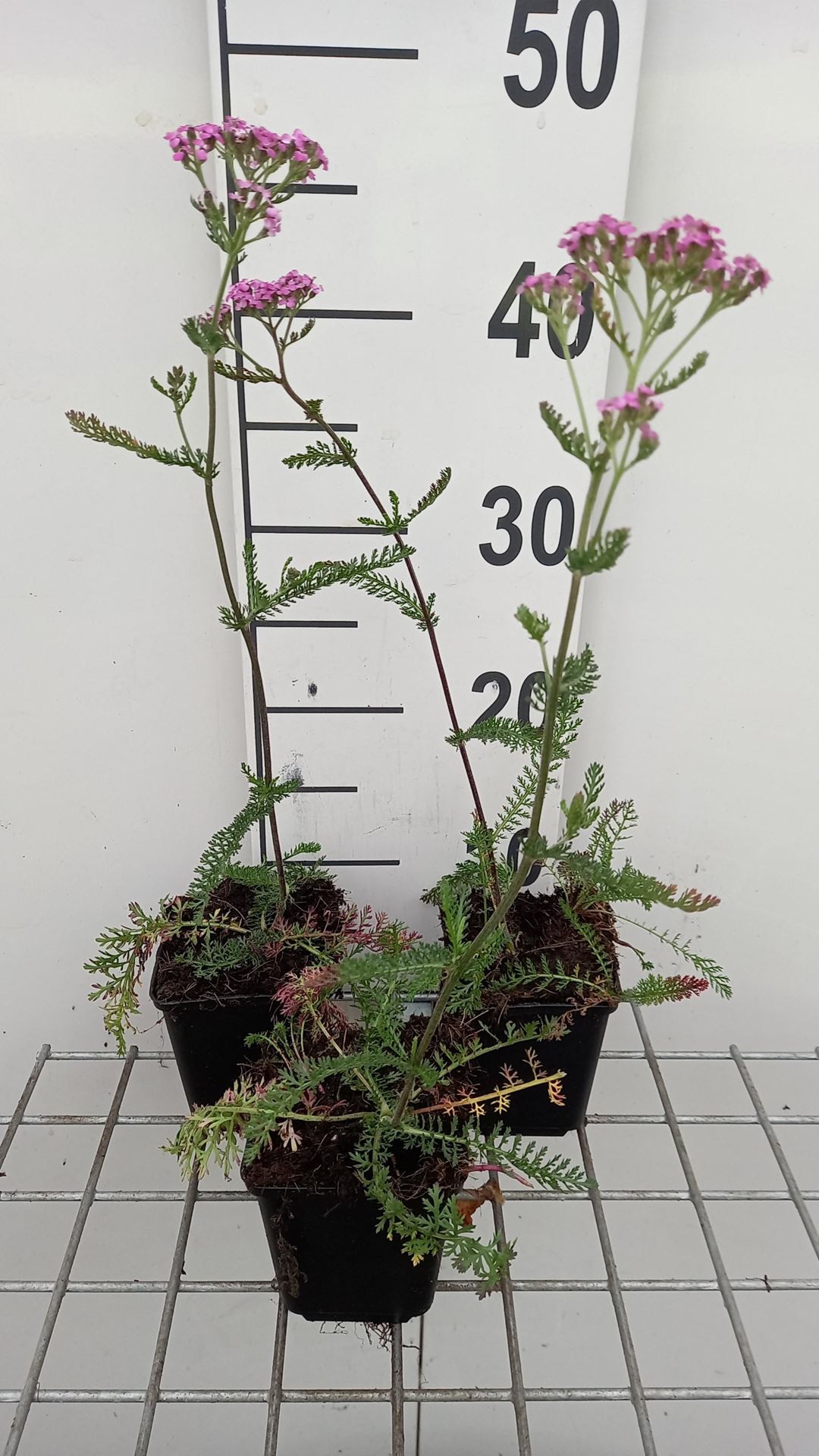Achillea millefolium'Lilac Beauty'- pot 9x9 cm - Duizendblad afbeelding