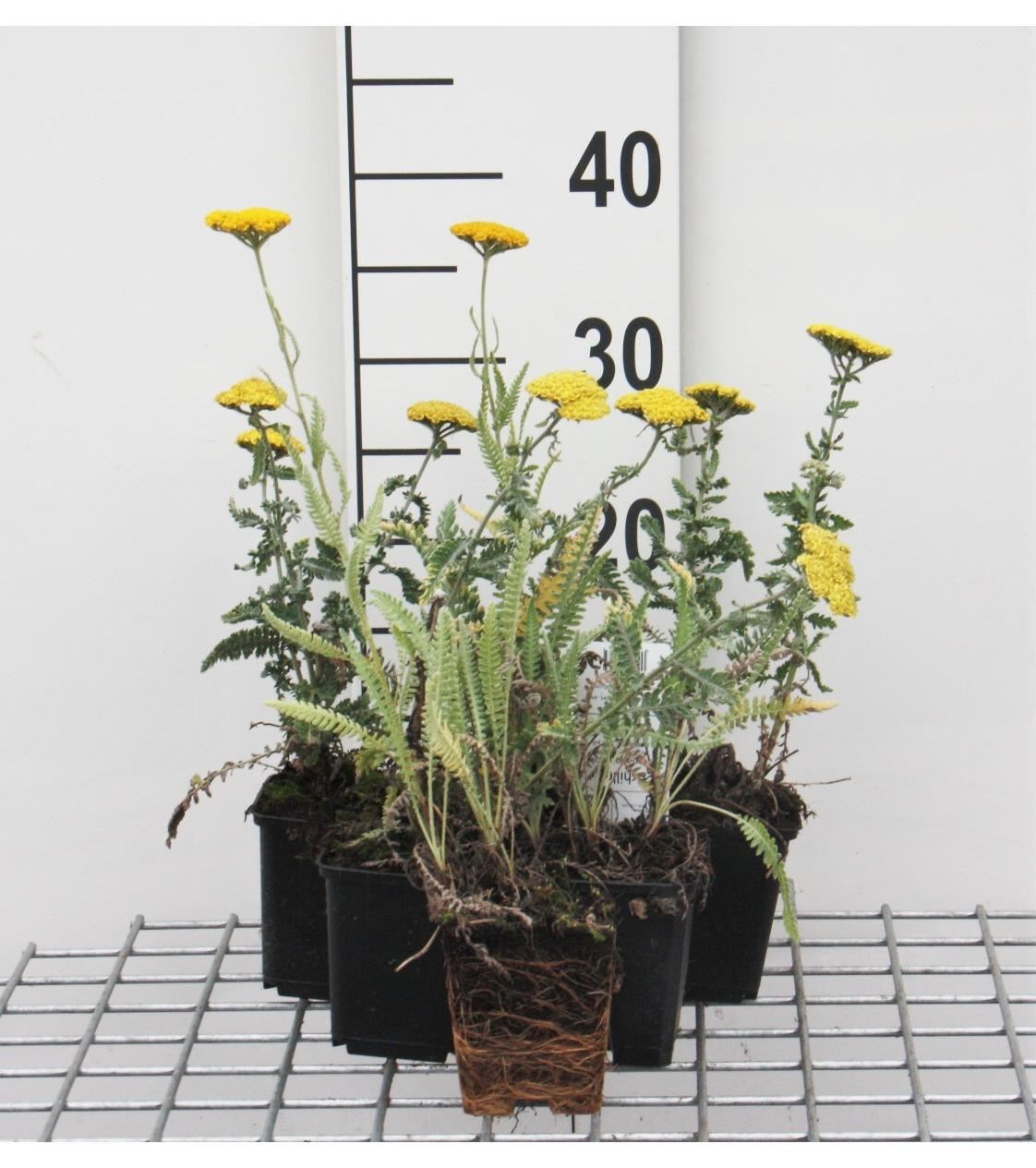Achillea'Moonshine'- pot 9x9 cm afbeelding
