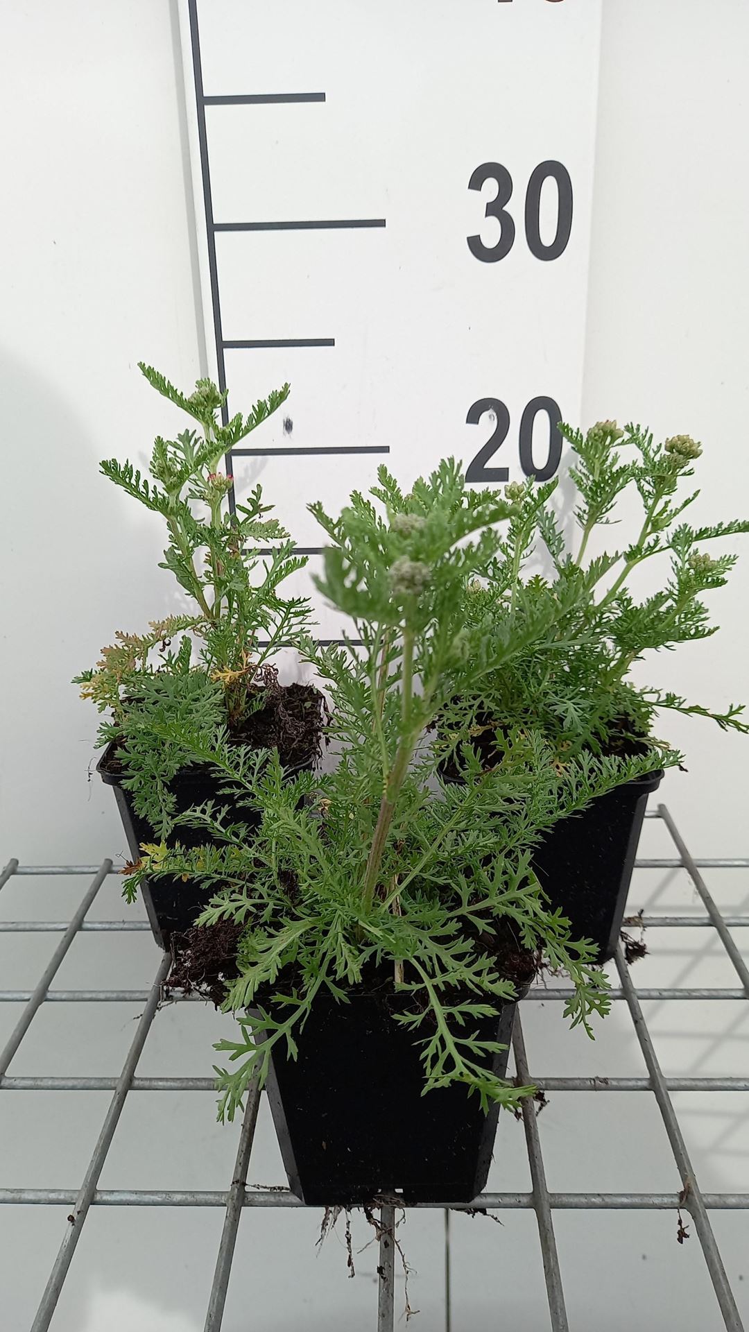 Achillea'Pomegranate'- pot 9x9 cm afbeelding
