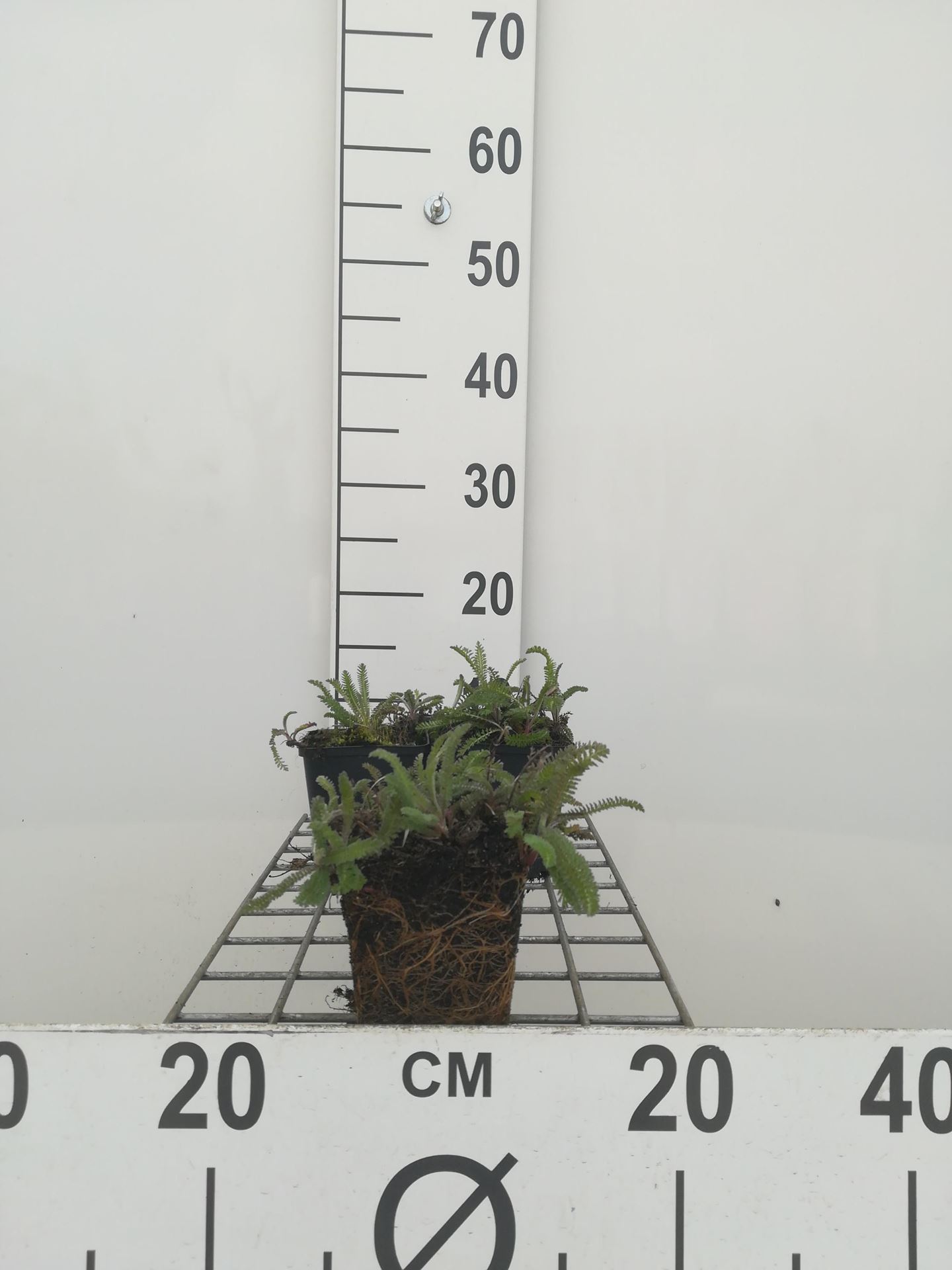 Achillea millefolium'Red Velvet'- pot 9x9 cm afbeelding