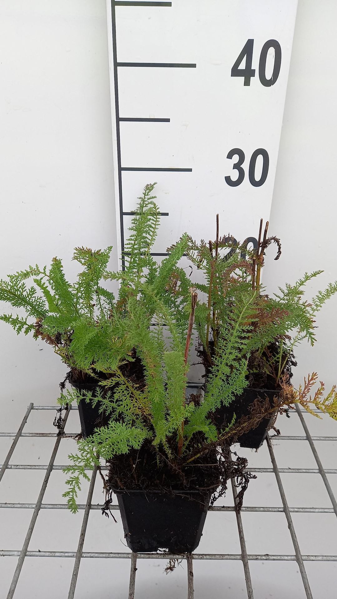 Achillea millefolium'Schneetaler'- pot 9x9 cm - Duizendblad afbeelding