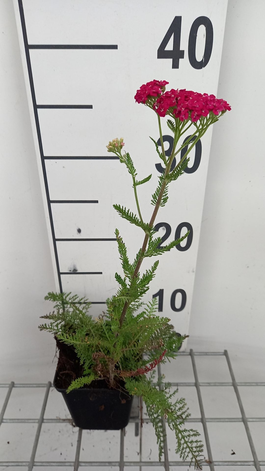 Achillea millefolium'Saucy Seduction'- pot 9x9 cm - Blauwe verbena afbeelding