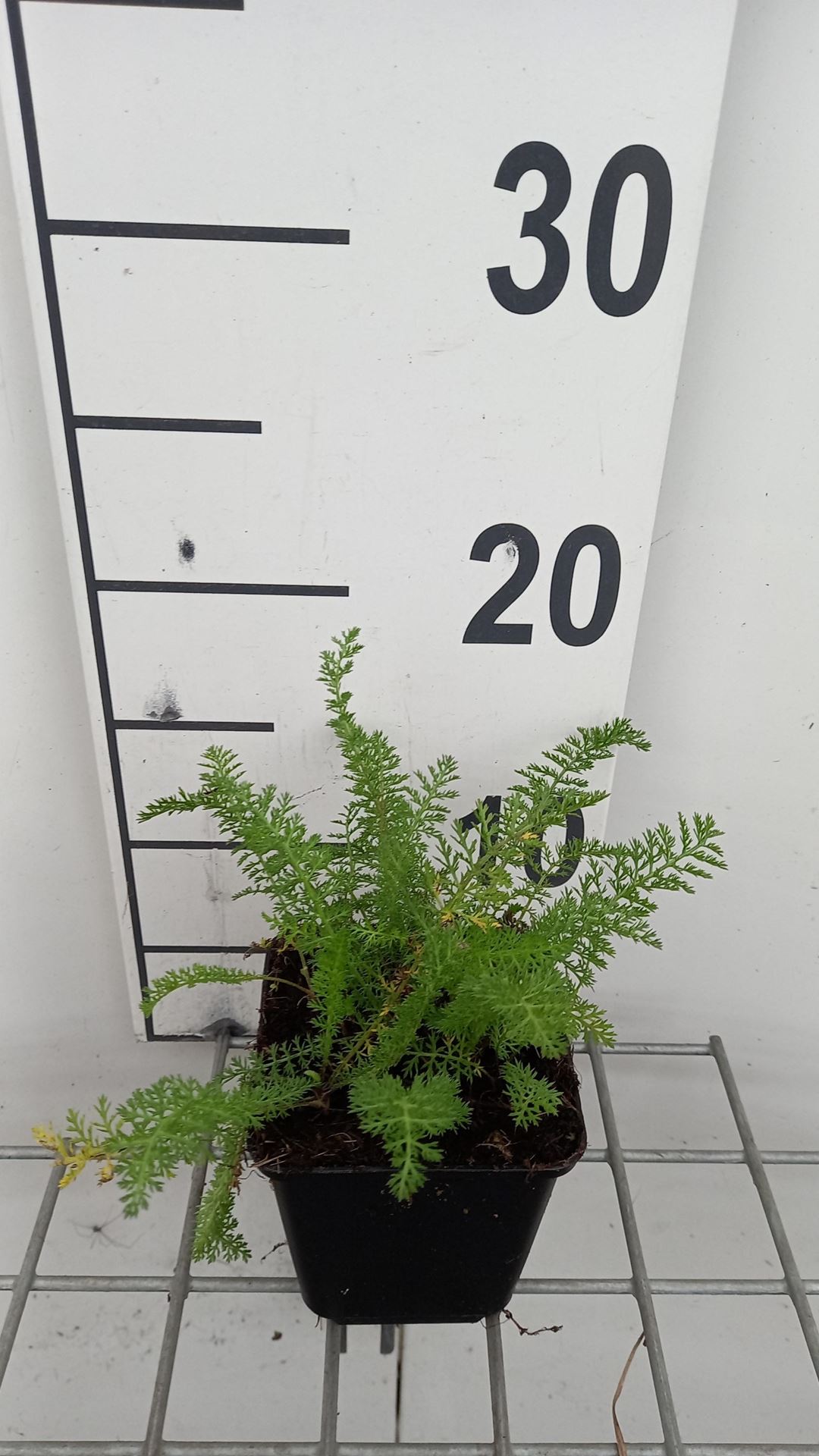 Achillea millefolium'Summerwine'- pot 9x9 cm afbeelding