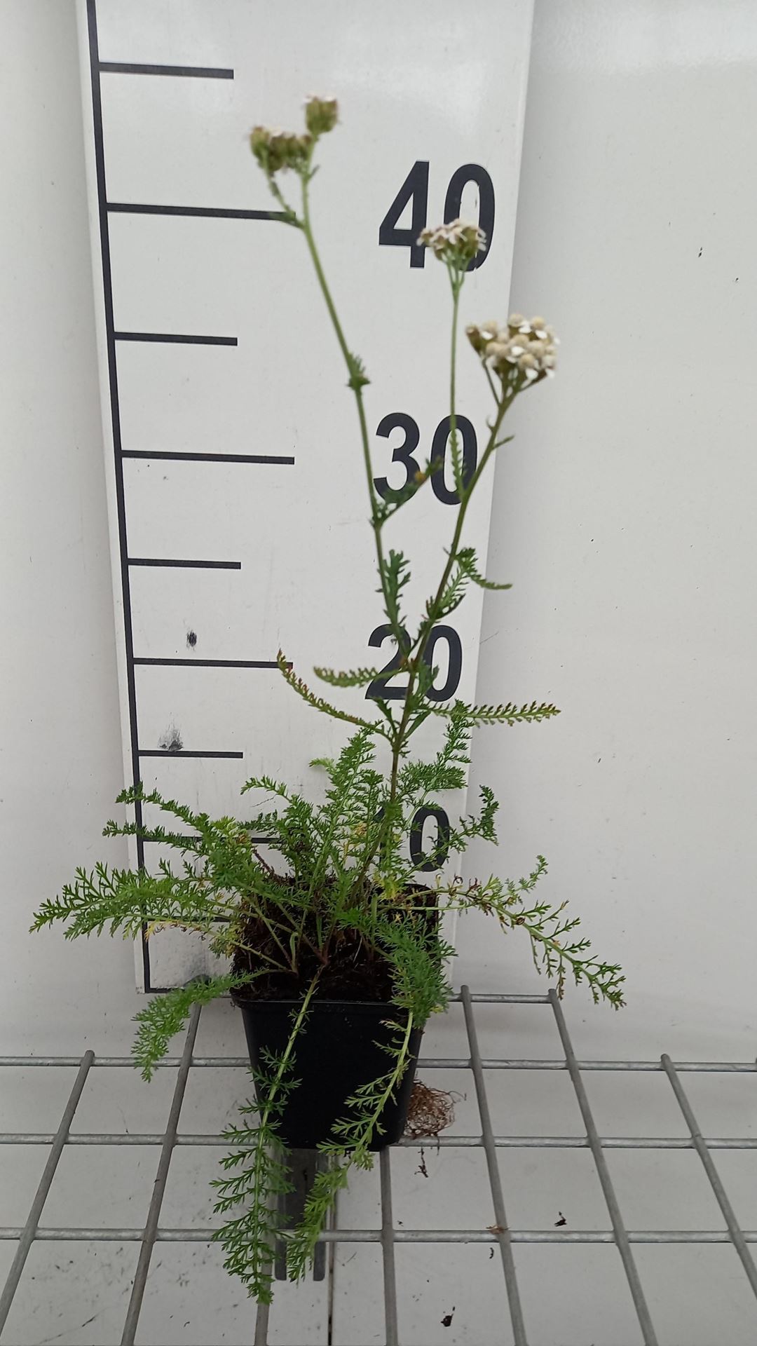 Achillea millefolium'White Beauty'- pot 9x9 cm afbeelding