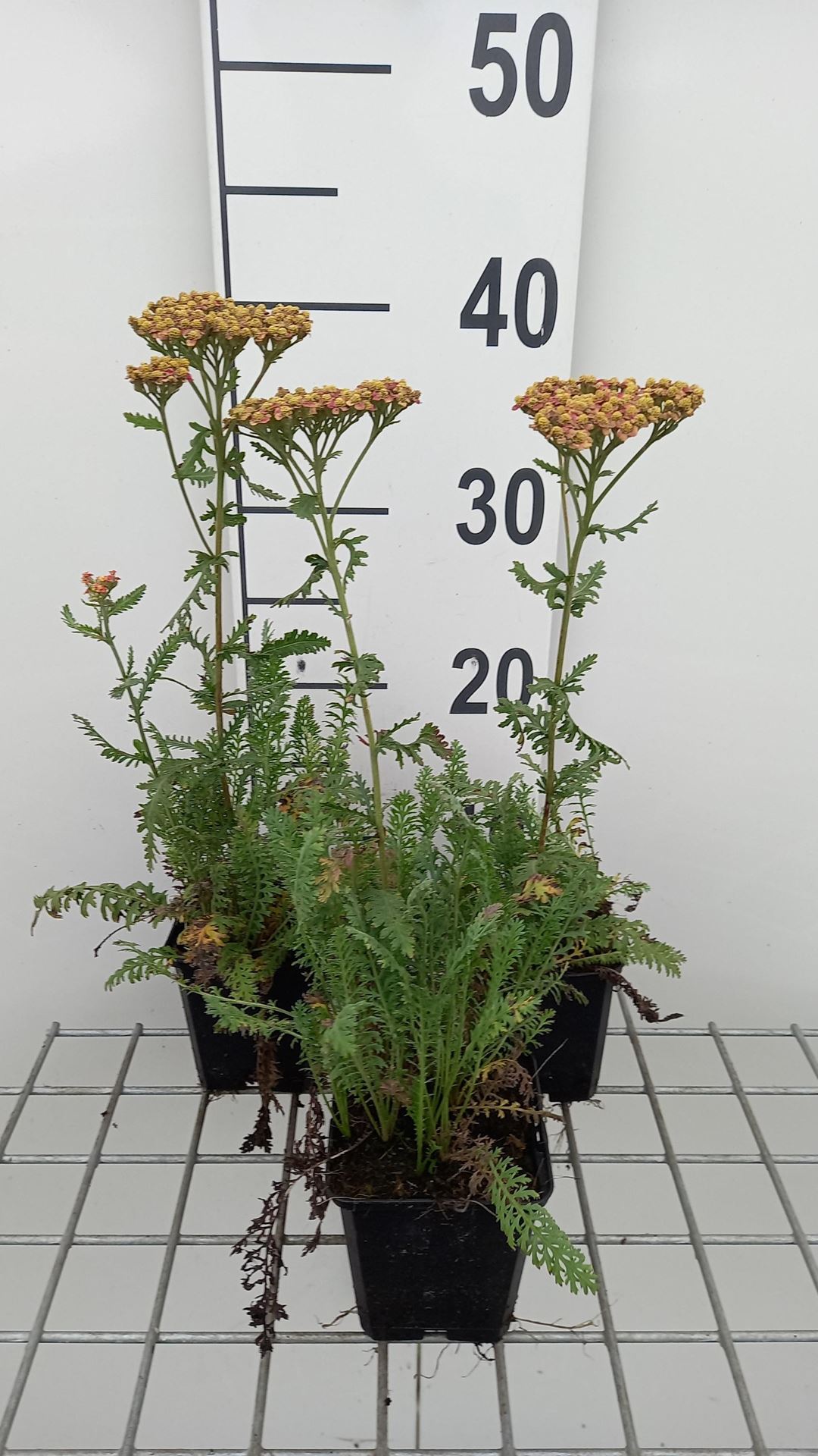 Achillea'Walther Funcke'- pot 9x9 cm afbeelding