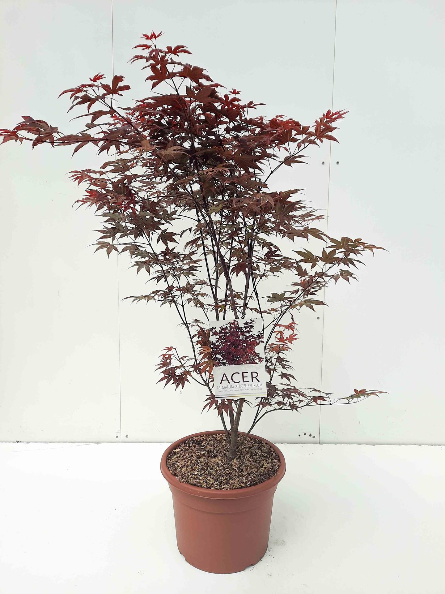 Acer palmatum'Atropurpureum'- pot 15L - 100-125 cm afbeelding