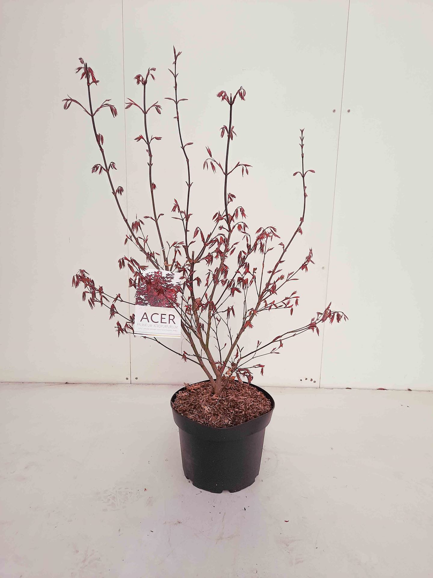 Acer palmatum'Atropurpureum'- pot 10L - 70-80 cm afbeelding