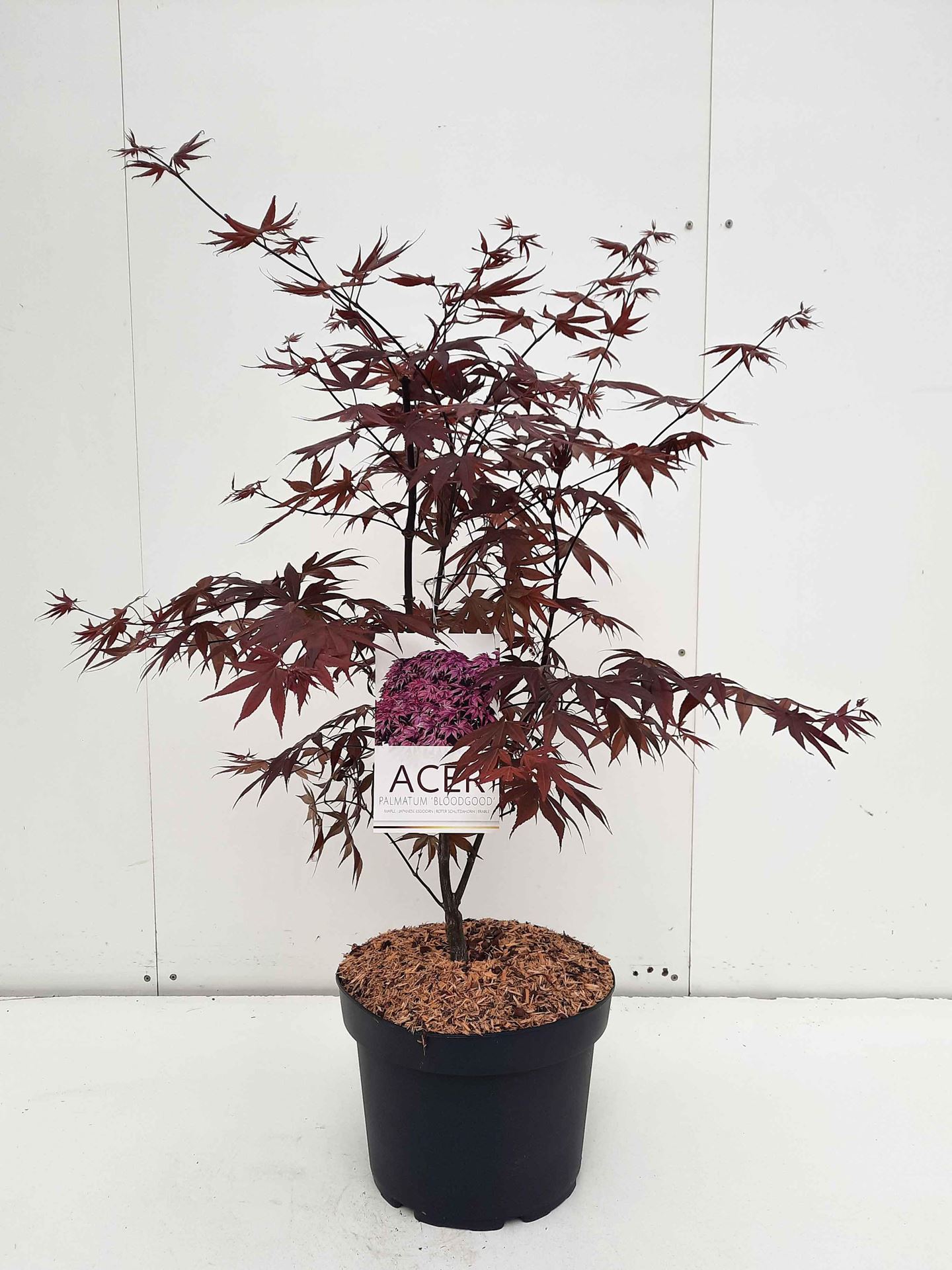 Acer palmatum'Bloodgood'- pot 10L - 70-80 cm afbeelding