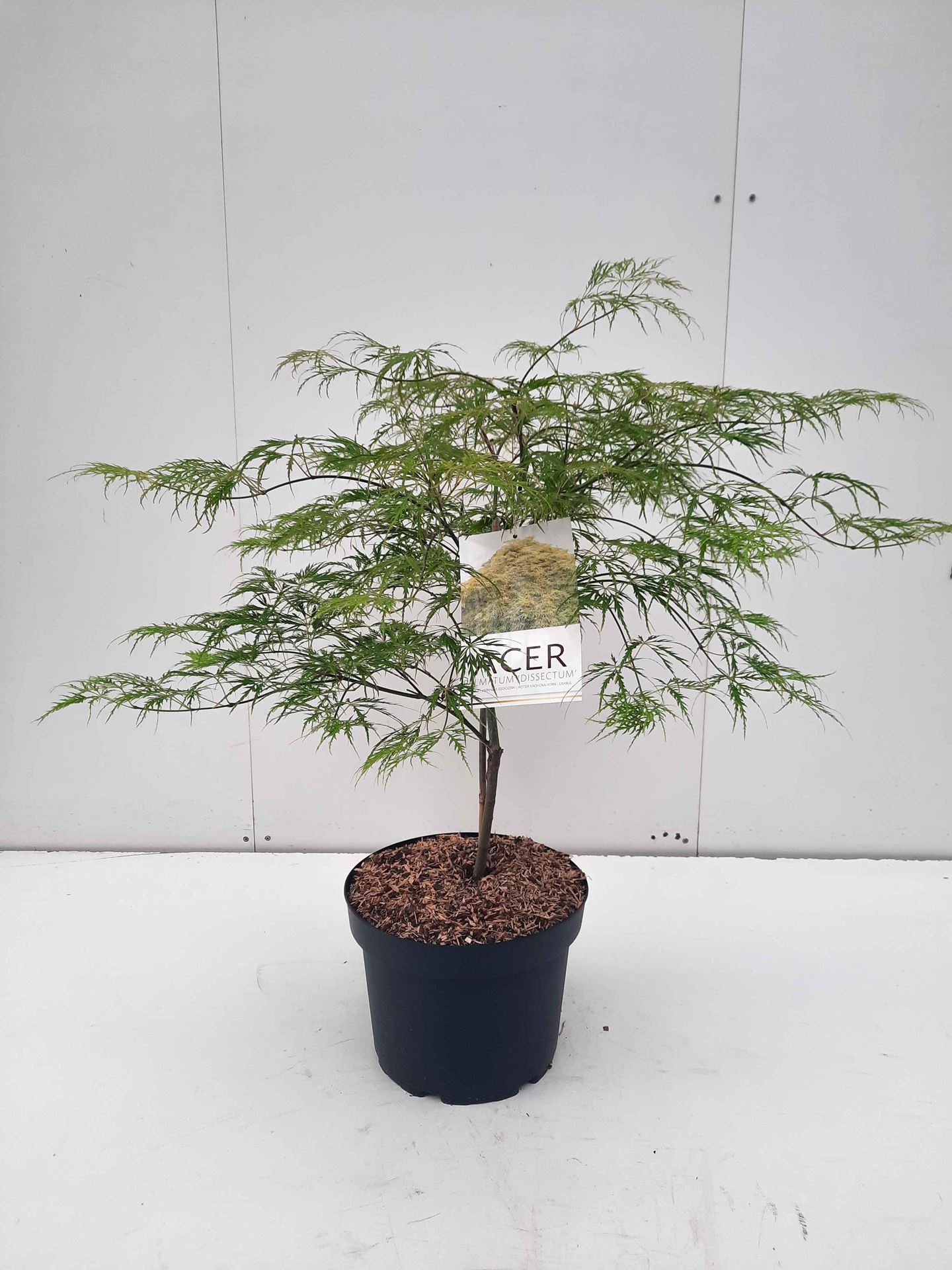Acer palmatum'Dissectum'- pot 10L - 60-80 cm afbeelding