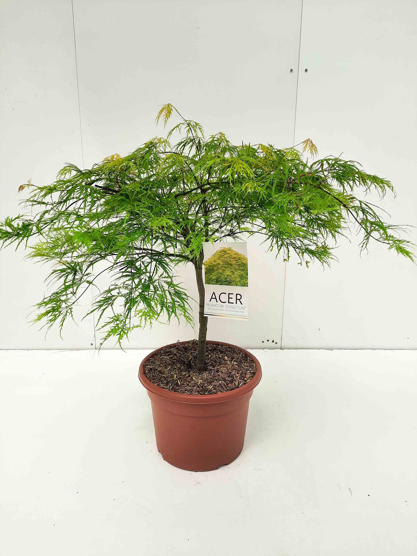 Acer palmatum'Dissectum'- pot 15L - 60-80 cm afbeelding