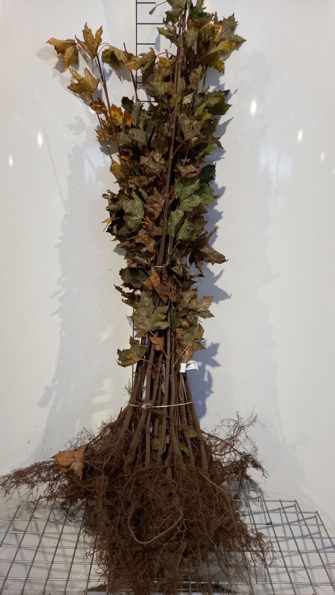 Acer platanoides - blote wortel - 90-120 cm afbeelding