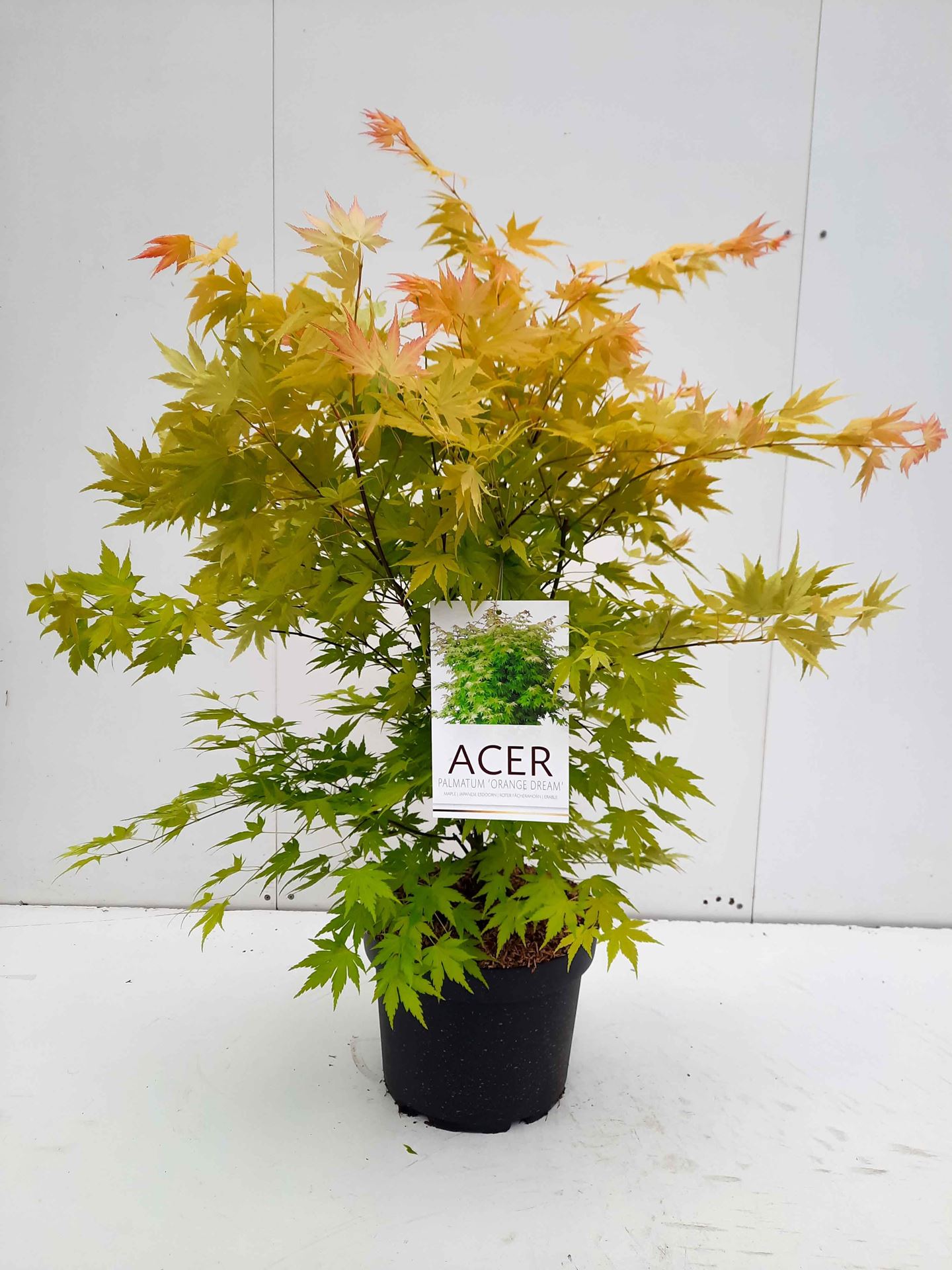 Acer palmatum'Orange Dream'- pot 10L - 60-80 cm afbeelding