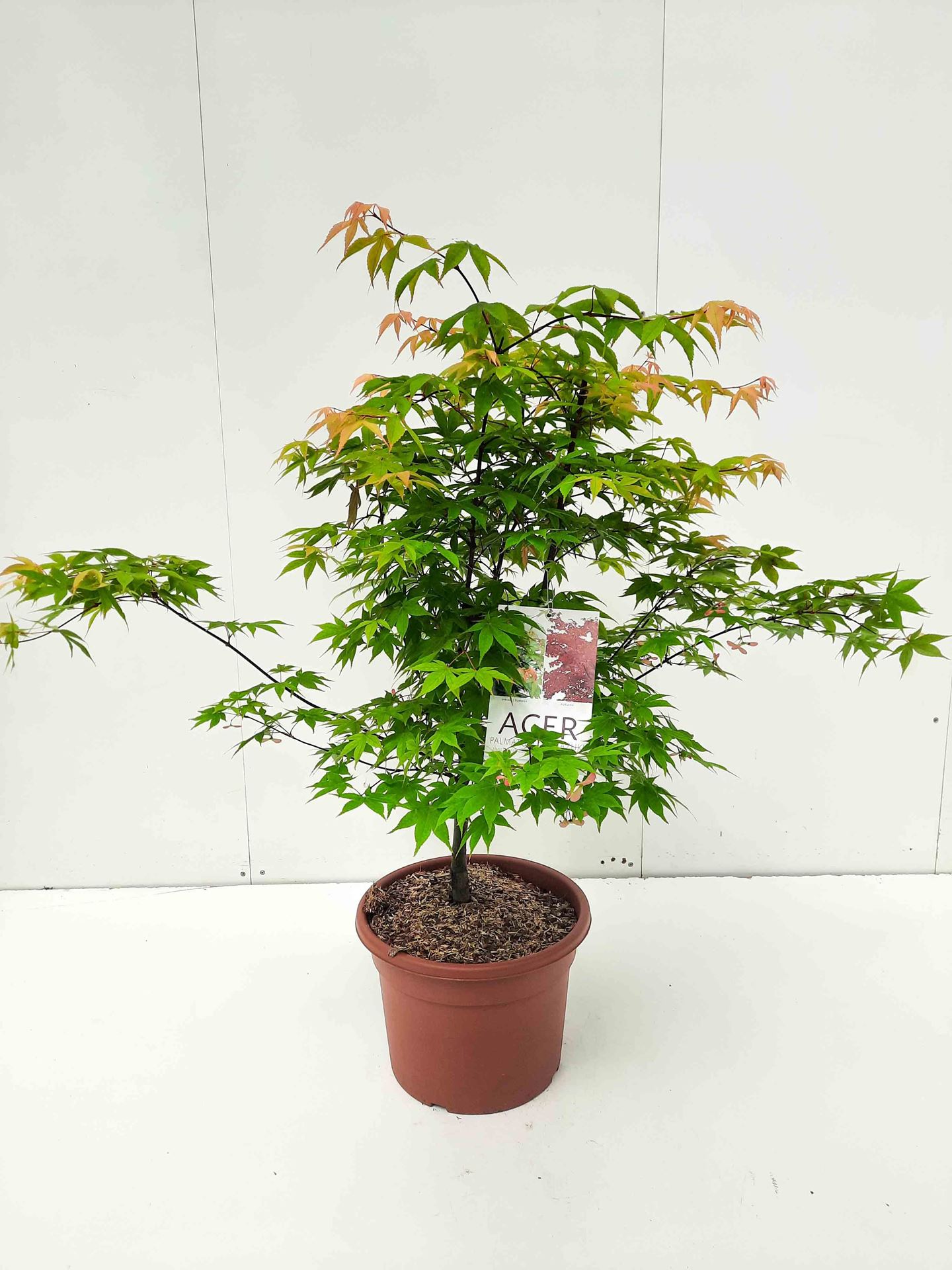 Acer palmatum'Ohsakazuki'- pot 15L - 100-125 cm afbeelding