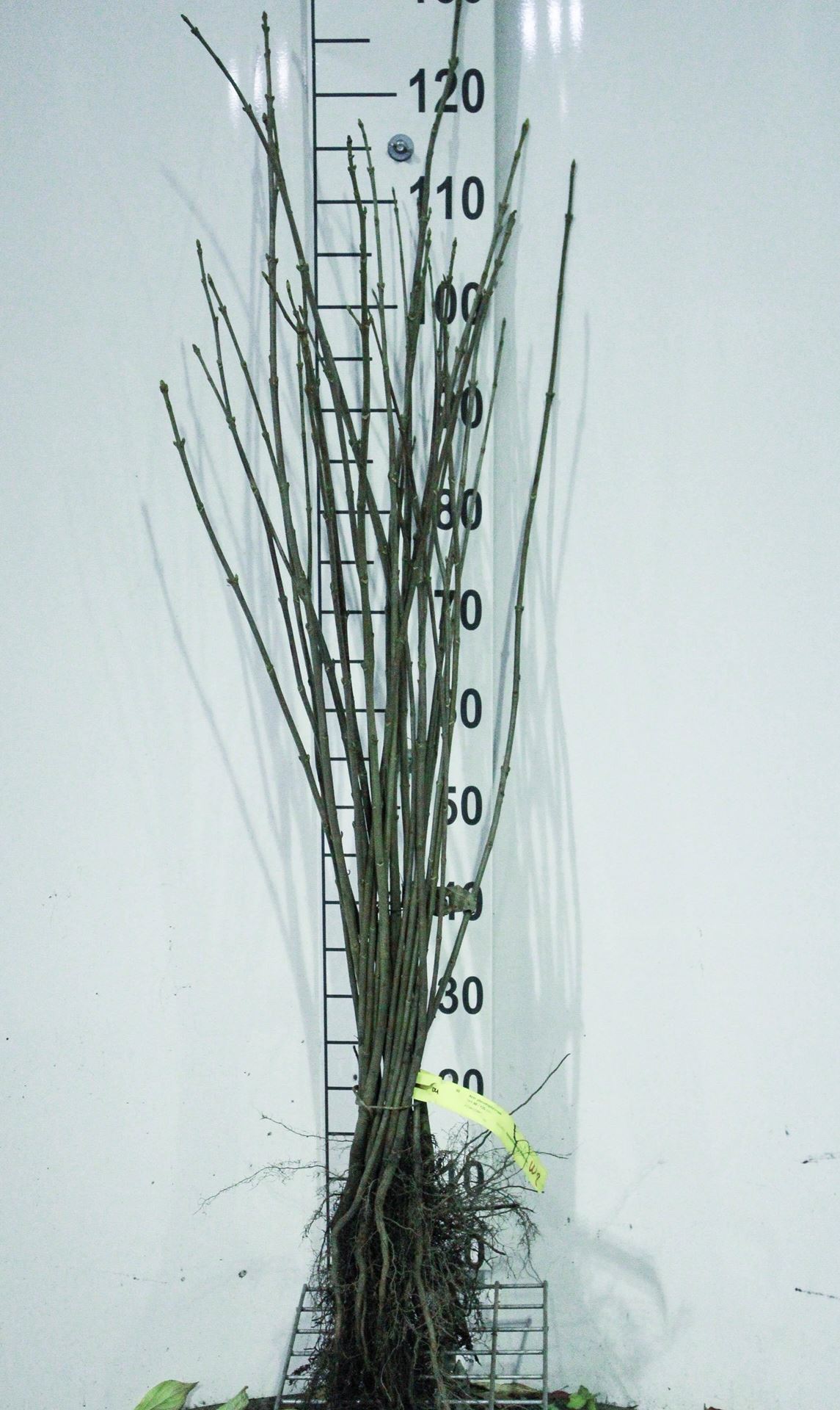 Acer pseudoplatanus - blote wortel - 90-120 cm afbeelding