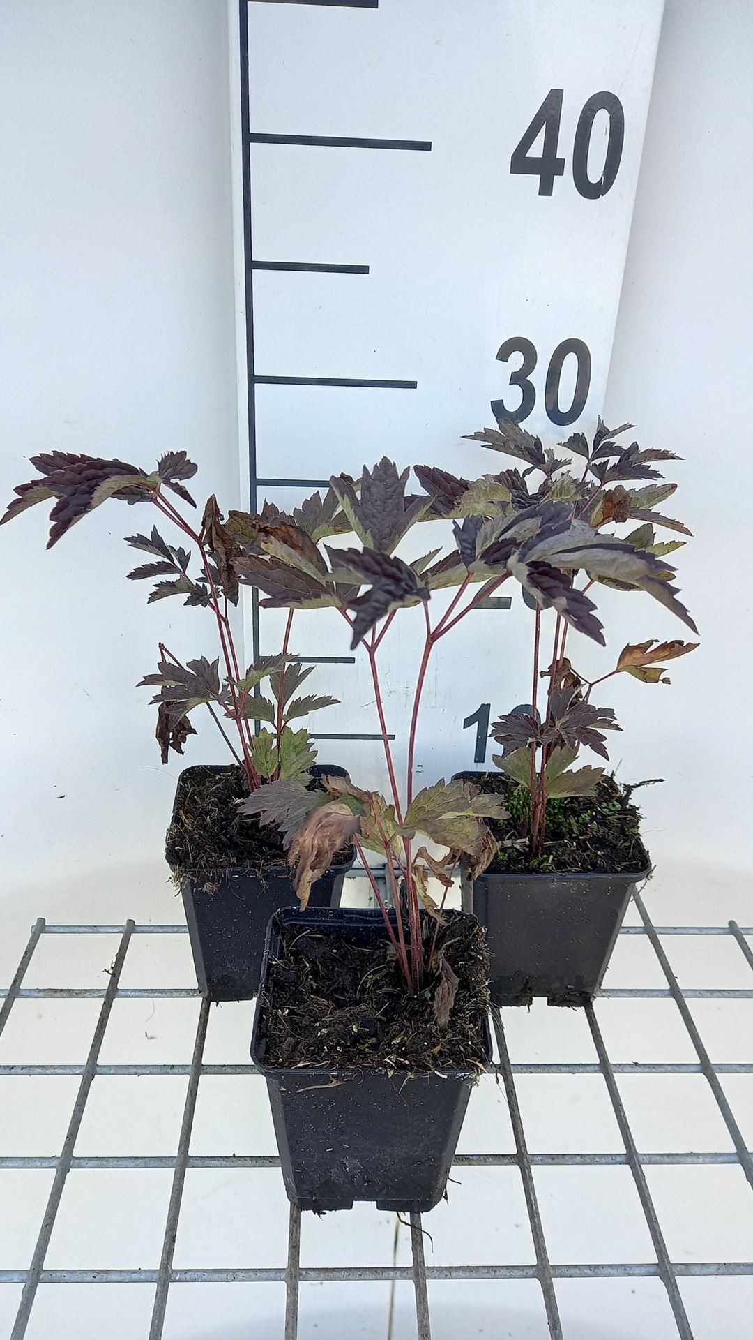 Actaea simplex'Black Negligee'- pot 9x9 cm afbeelding