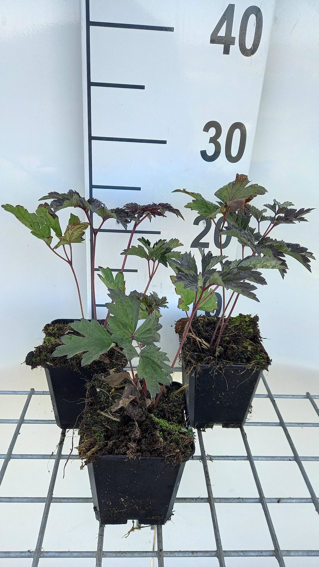 Actaea simplex'Brunette'- pot 9x9 cm afbeelding