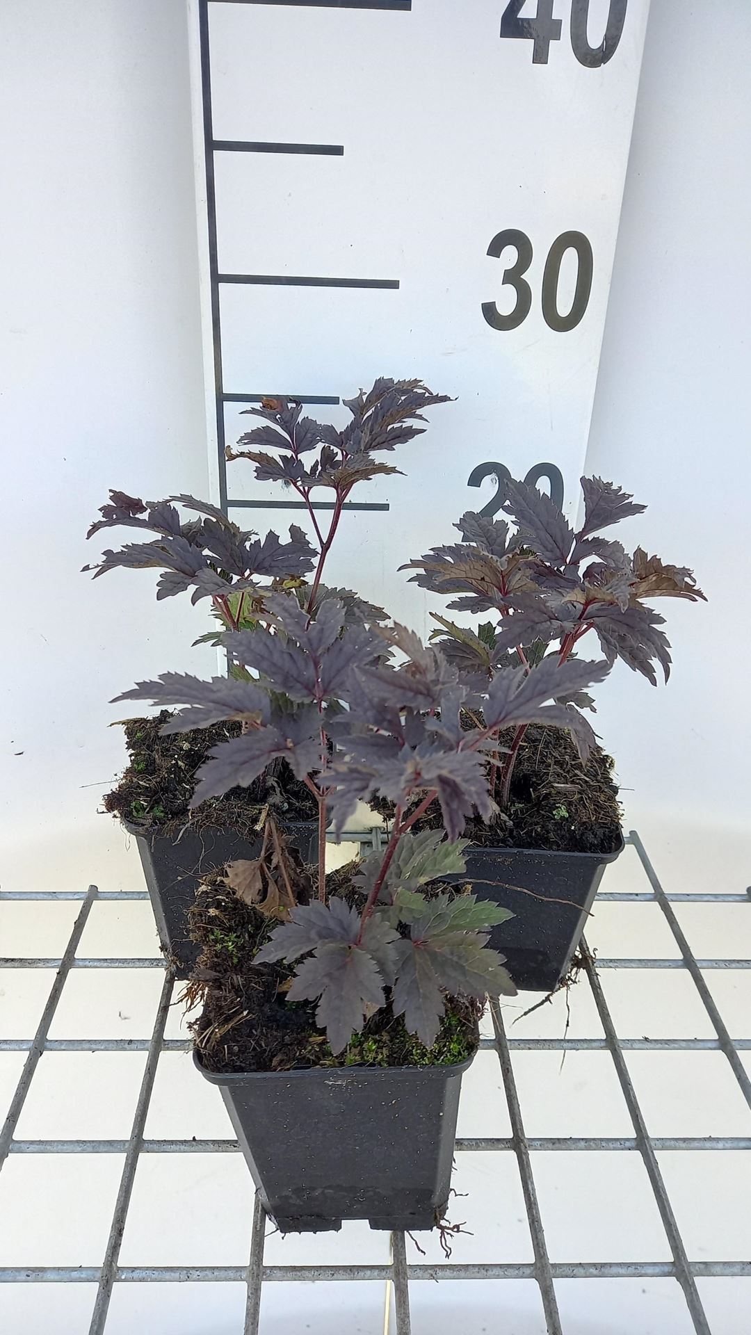 Actaea 'Chocoholic' - pot 9x9 cm