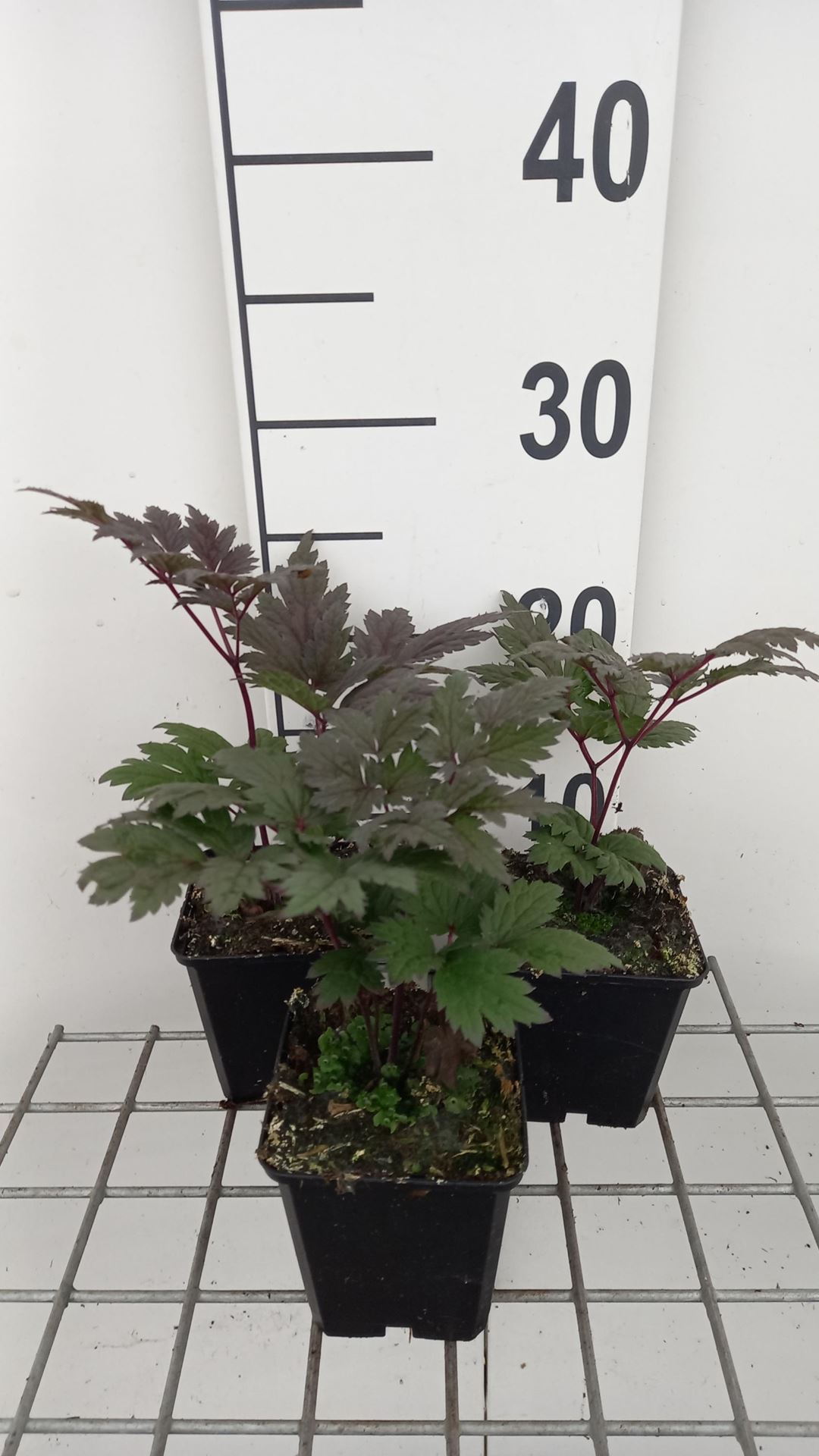 Actaea simplex'Pink Spike'- pot 9x9 cm afbeelding